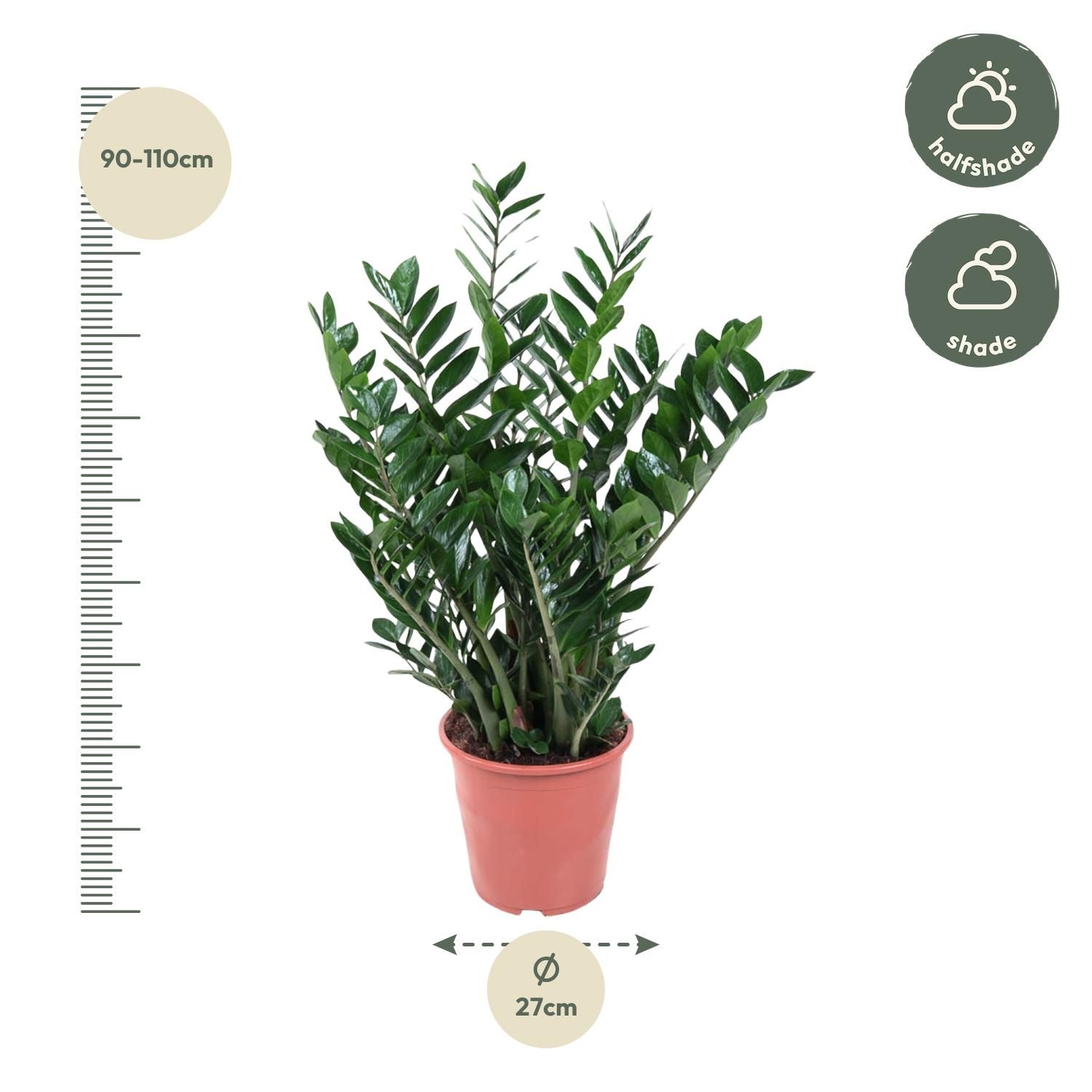 Zamioculcas Zamiifolia Zimmerpflanze