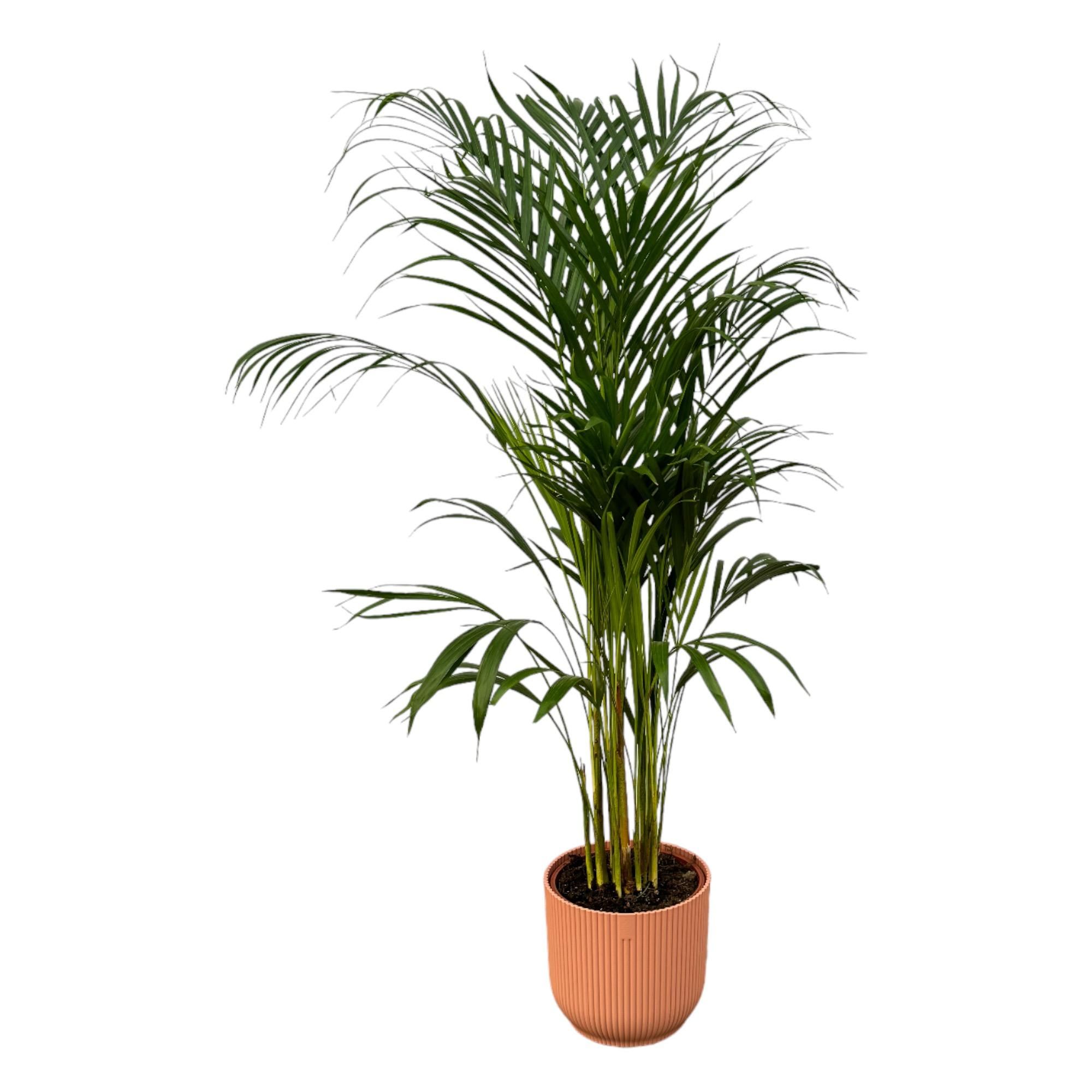 Areca-Palme im modernen elho Übertopf