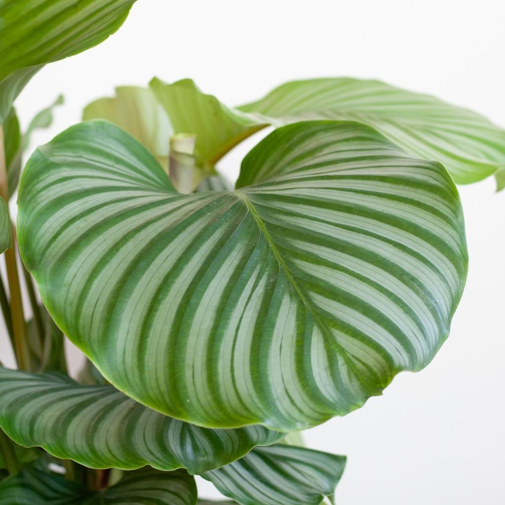 Calathea Orbifolia Zimmerpflanze mit Lissabon Korb