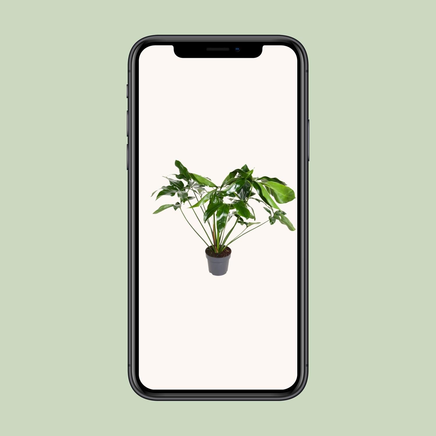 Philodendron Green Wonder Zimmerpflanze