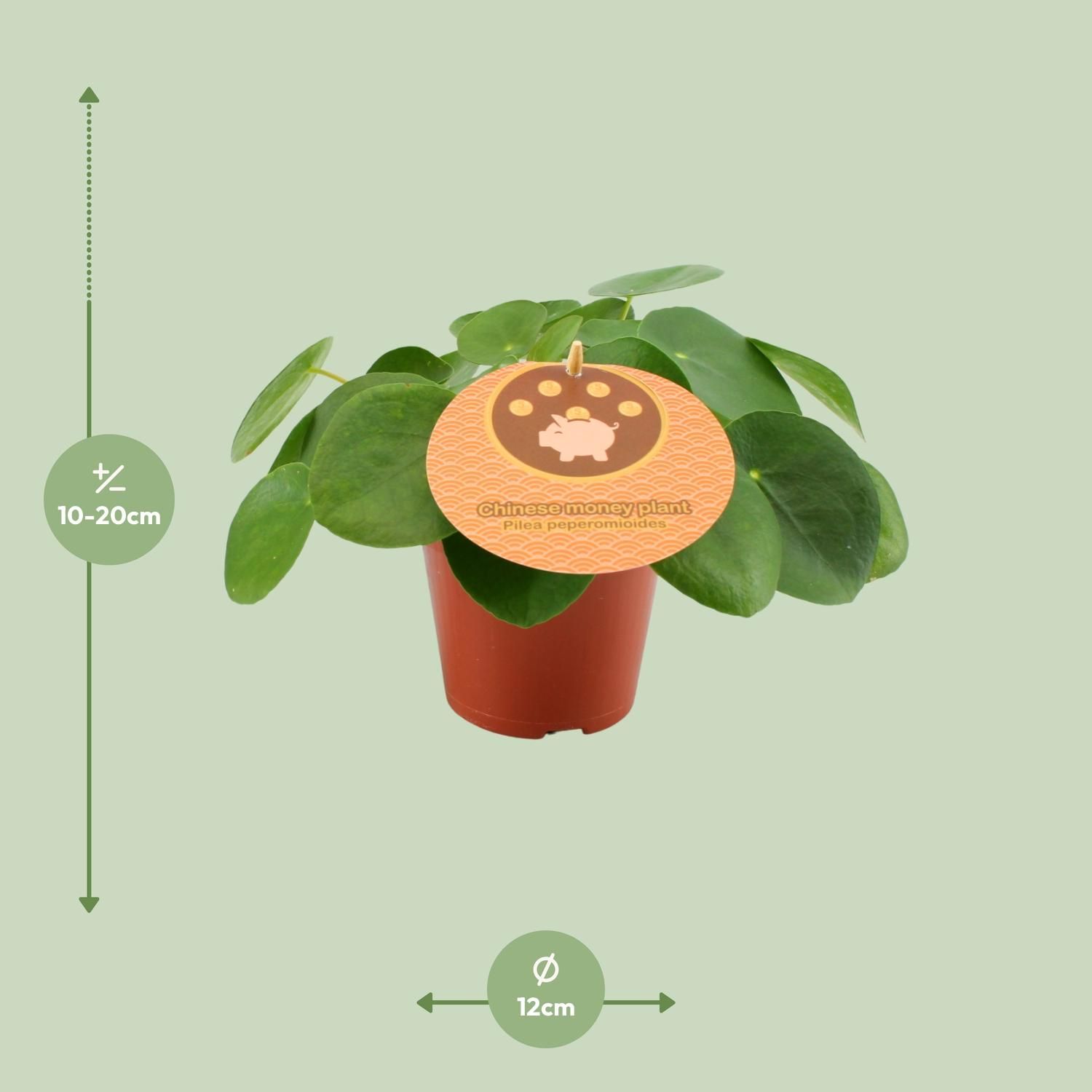 Pilea Peperomioides - grüne Aluminium-Pflanze