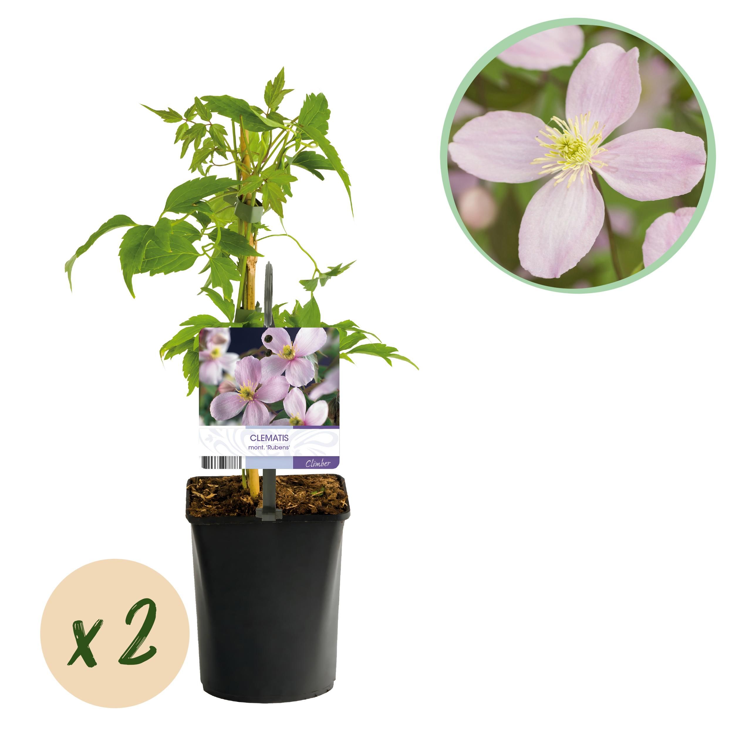Clematis montana Rubens – 2 Kletterpflanzen – Rosa Blüten – Frühblühend