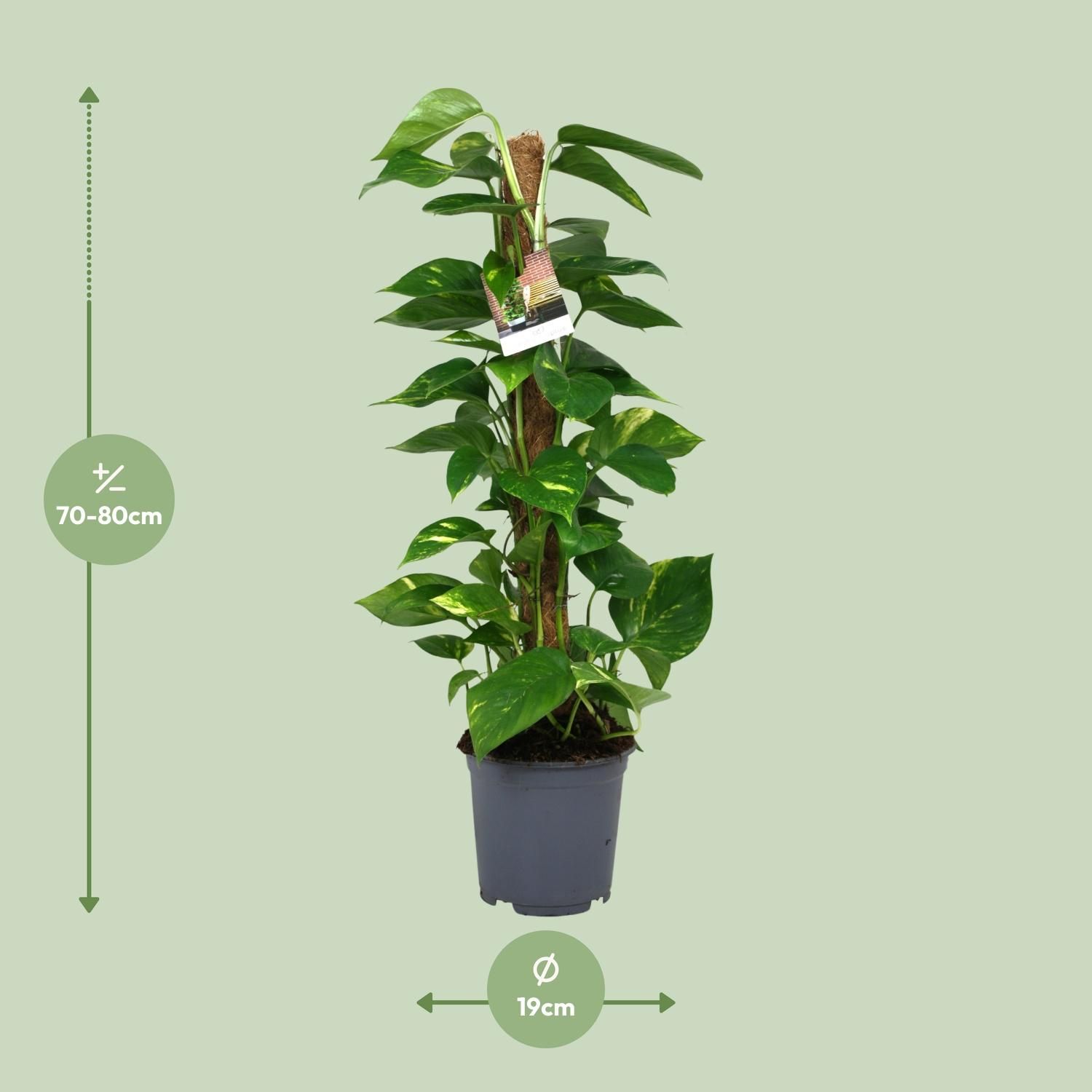Scindapsus Epipremnum Zimmerpflanze in Topf