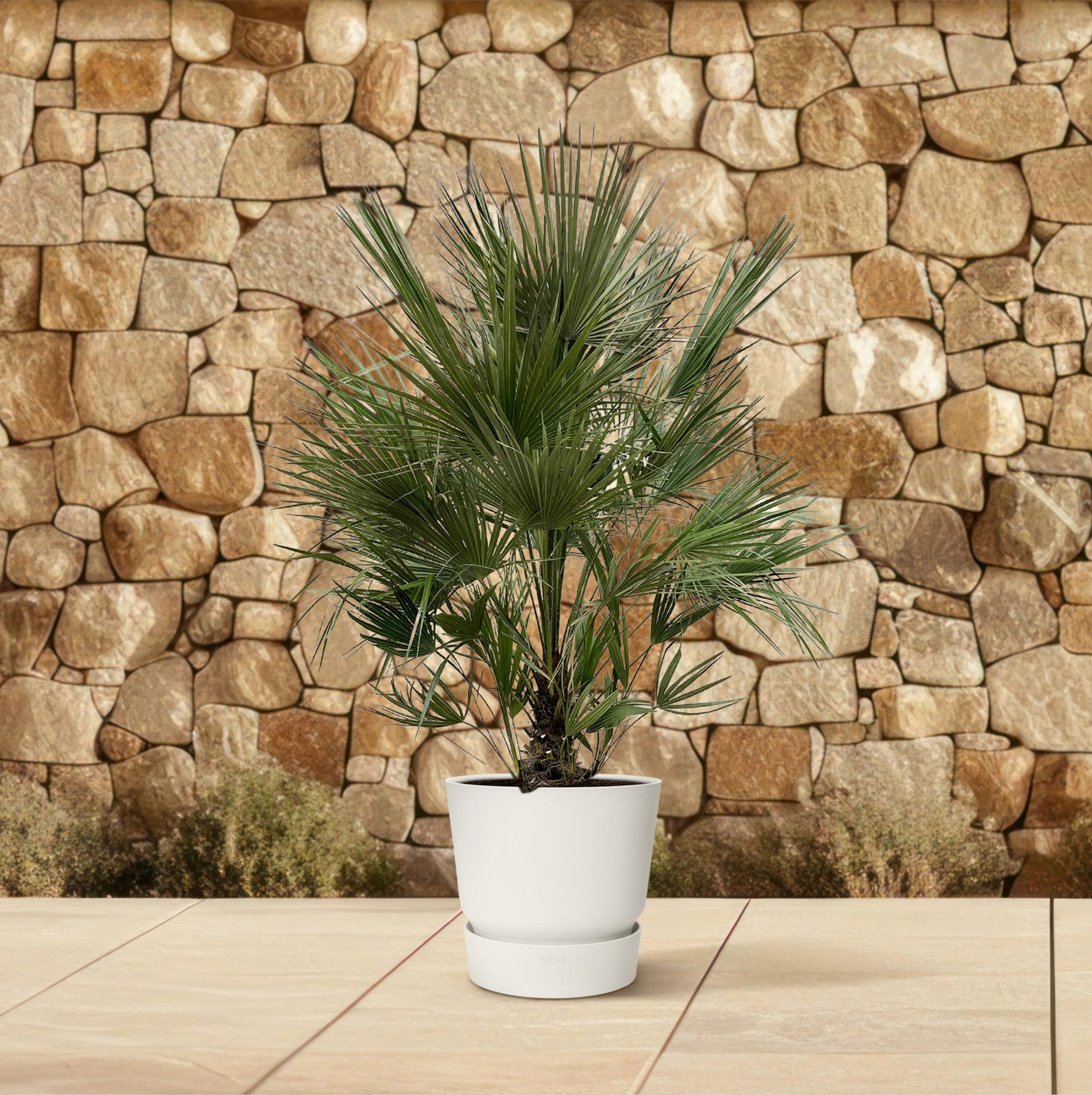 Chamaerops Humilis Zwergpalme