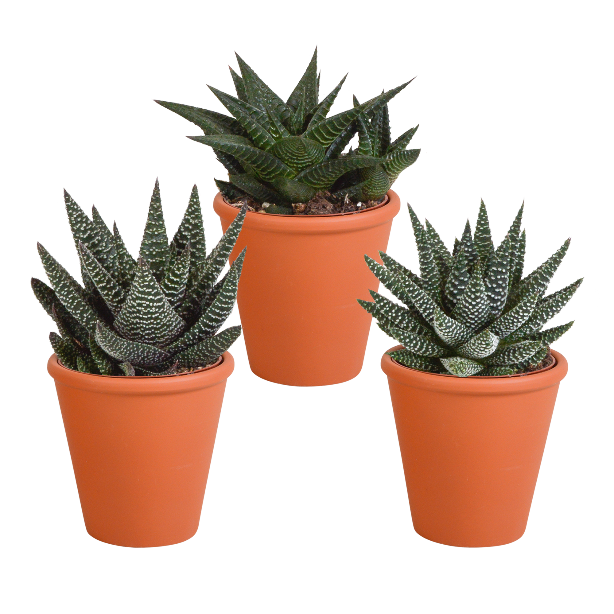 Gasteria und Haworthia Sukkulenten Mix