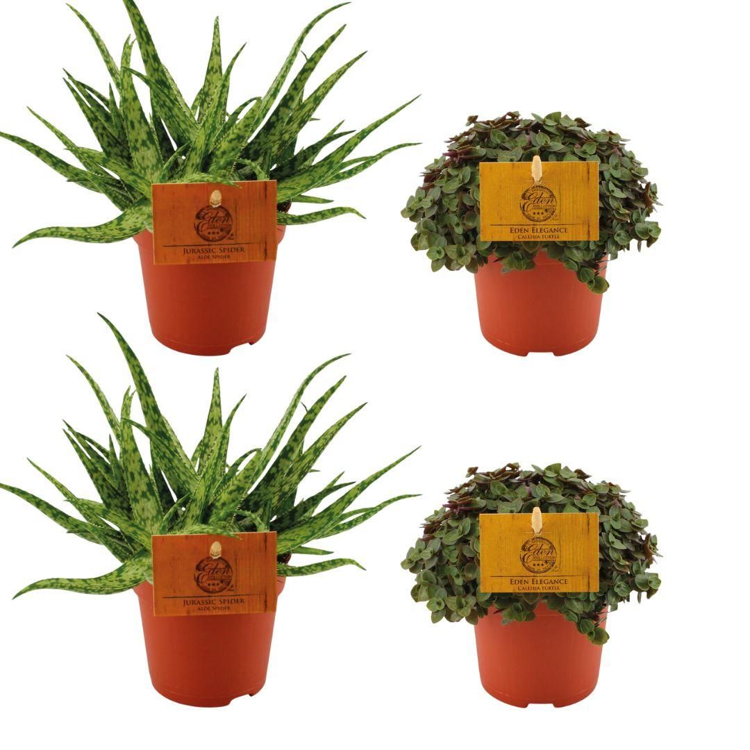 Aloe Spider und Callisia Turtle Pflanzen Set