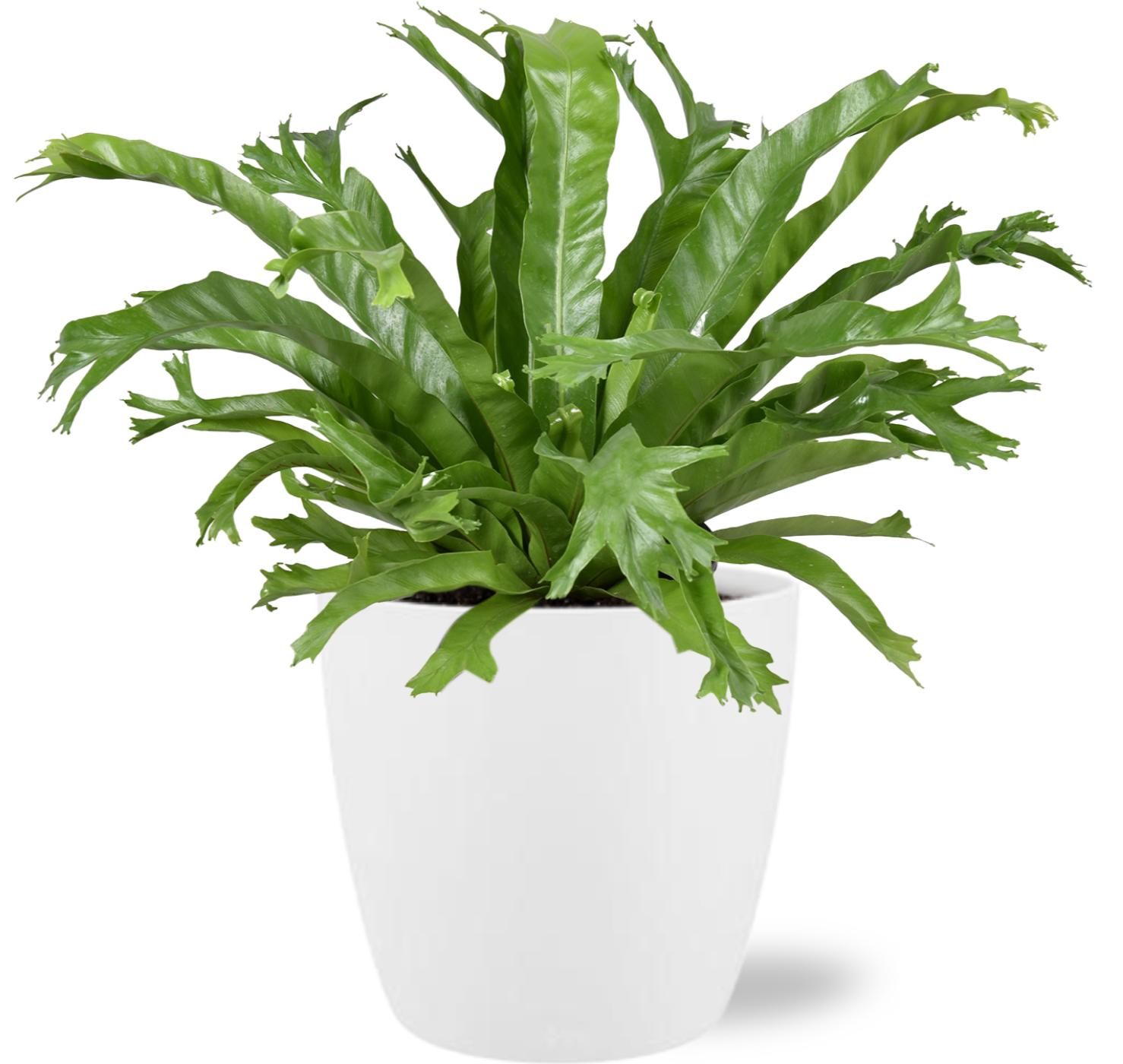 Asplenium Nidus Crissie – Ø17cm – ↕40cm inkl. Topf Weiß