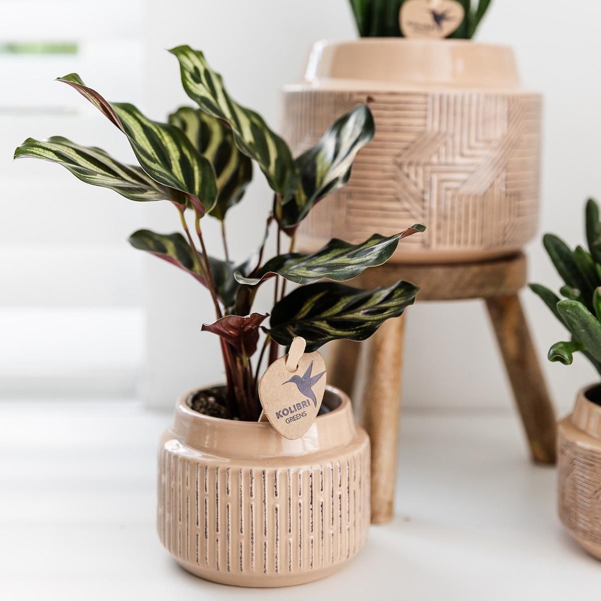 Calathea Makoyana grüne Zimmerpflanze