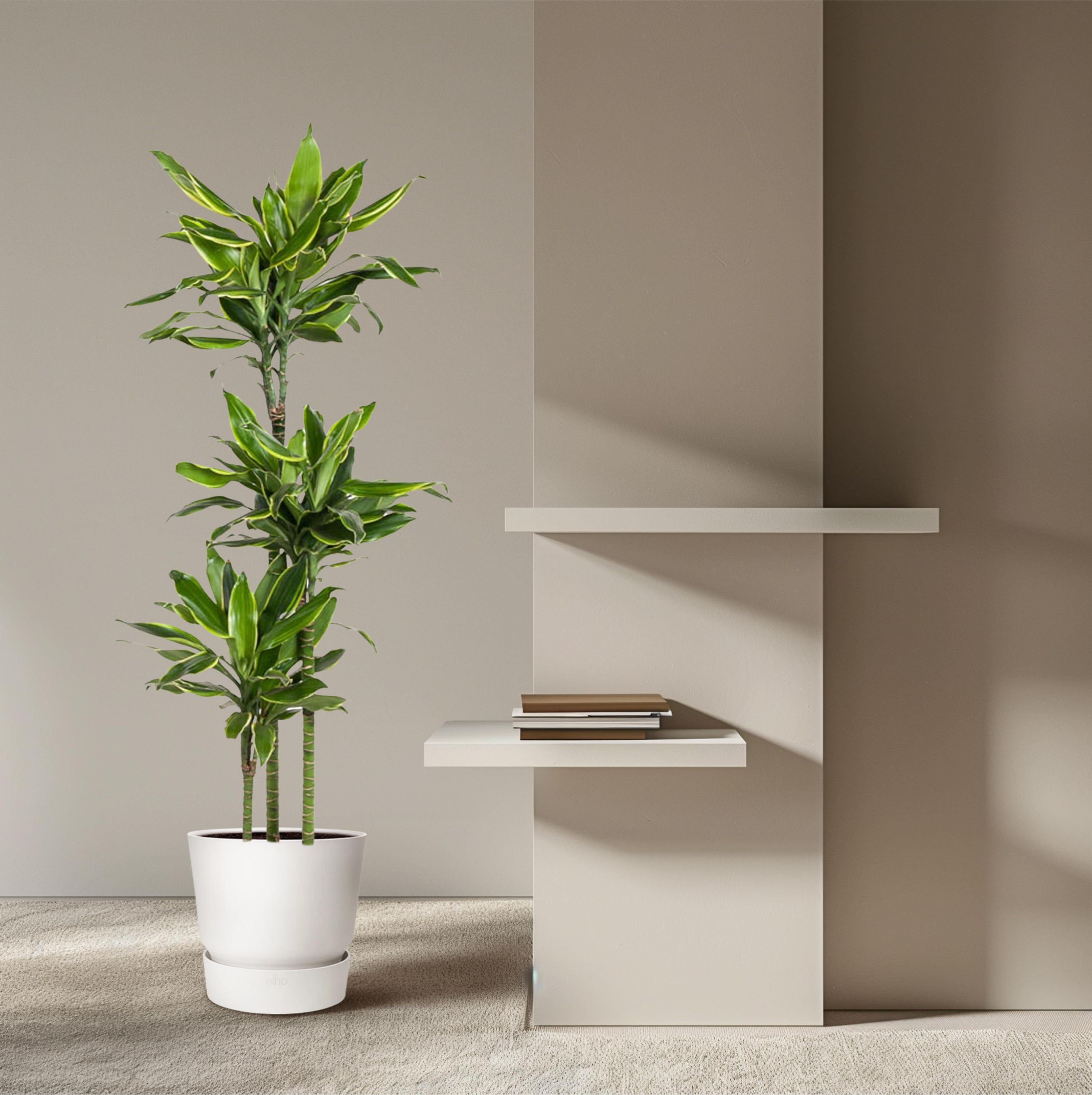 Dracaena Golden Coast Zimmerpflanze