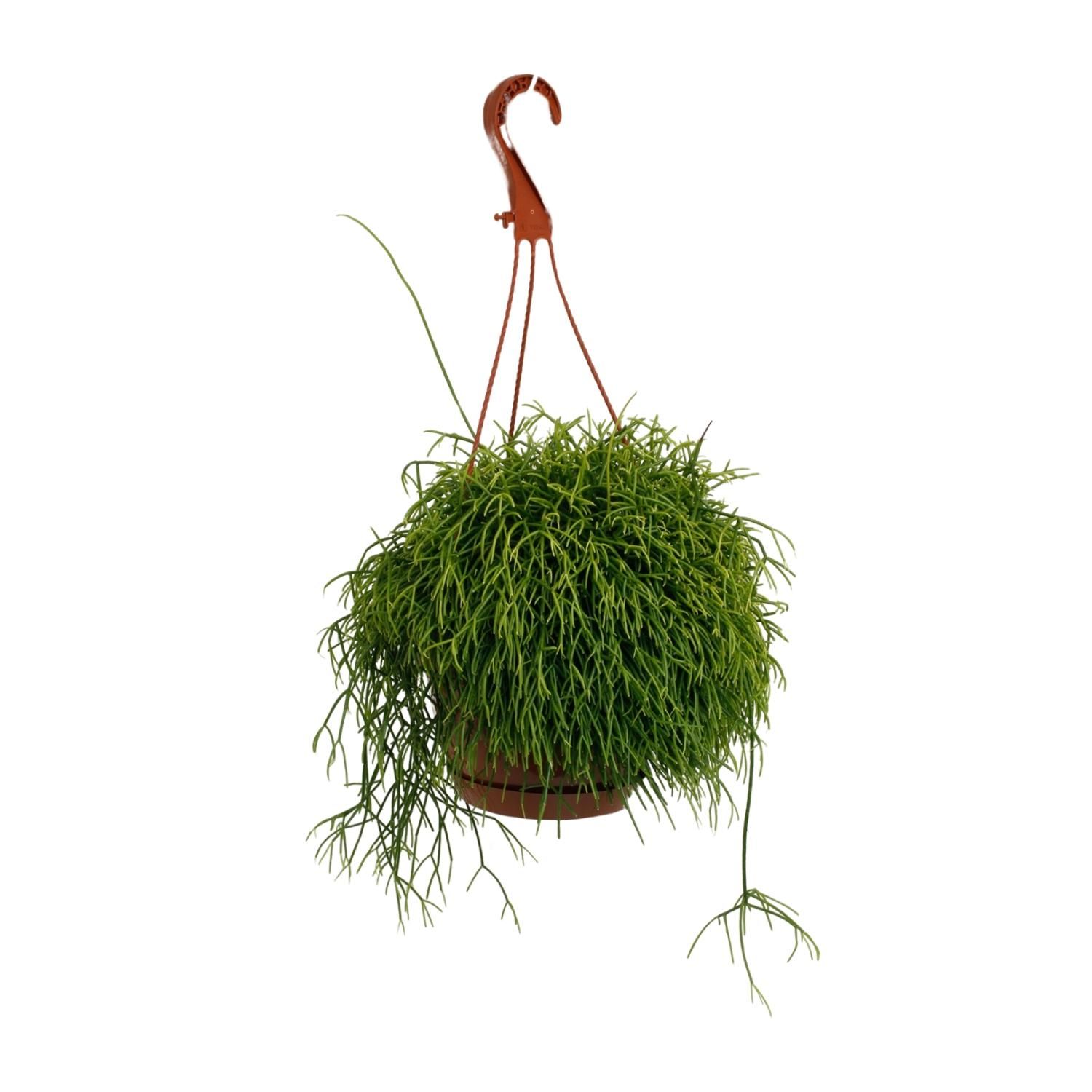 Rhipsalis Cassutha Zimmerpflanze