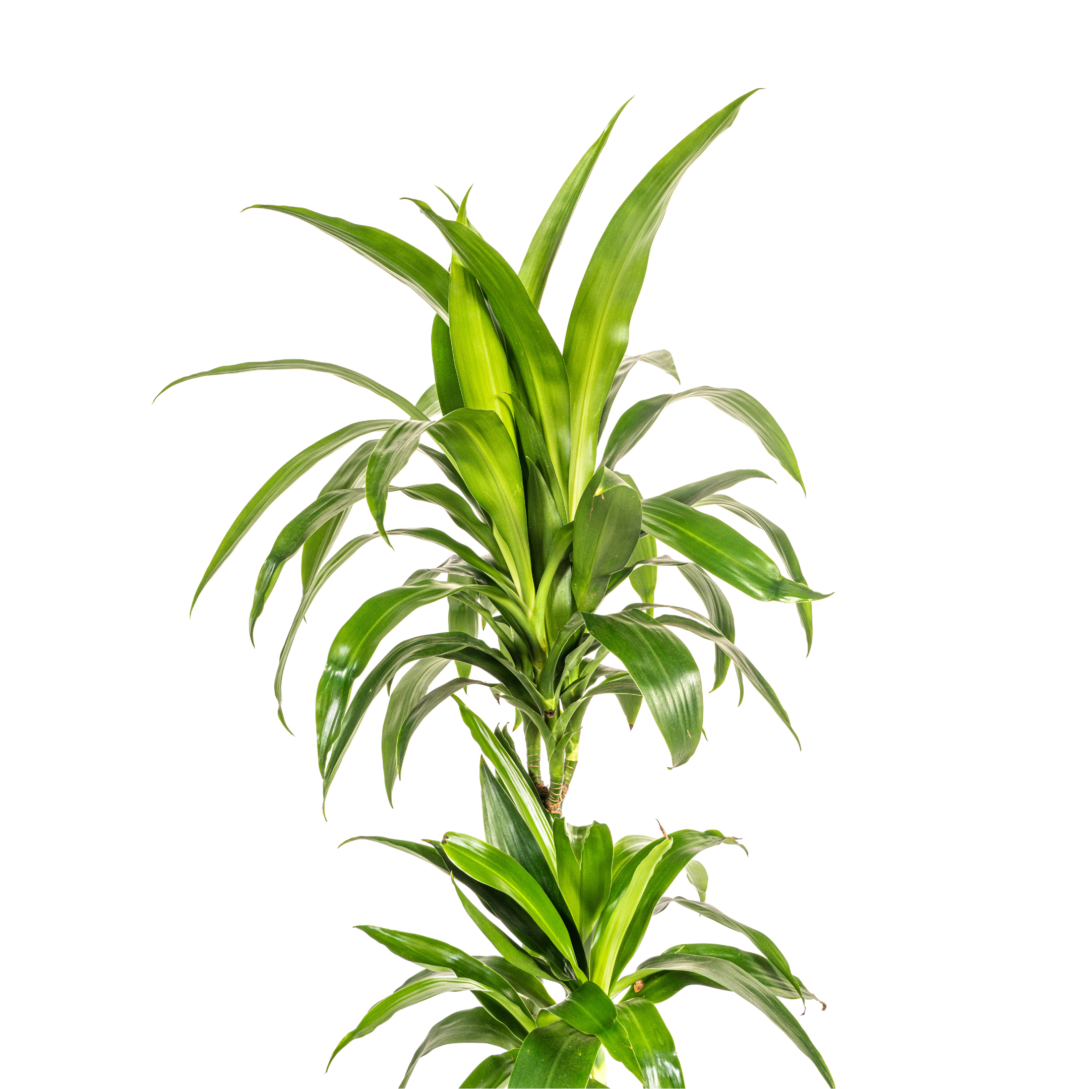 Dracaena Deremensis Lisa – Zimmerpflanze – Ø19cm – bis 90cm hoch