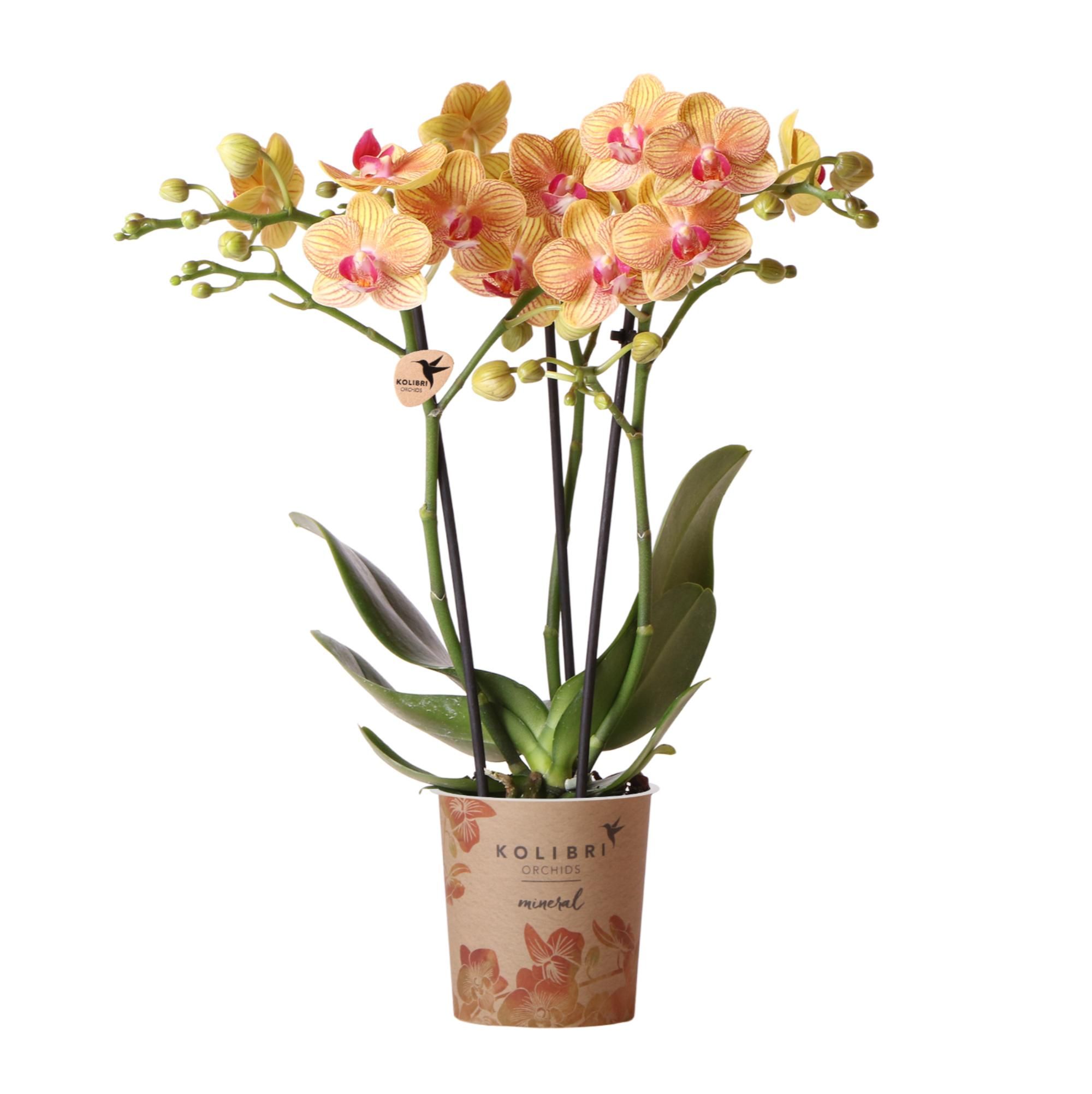 Phalaenopsis Orchidee Orange Multiflora