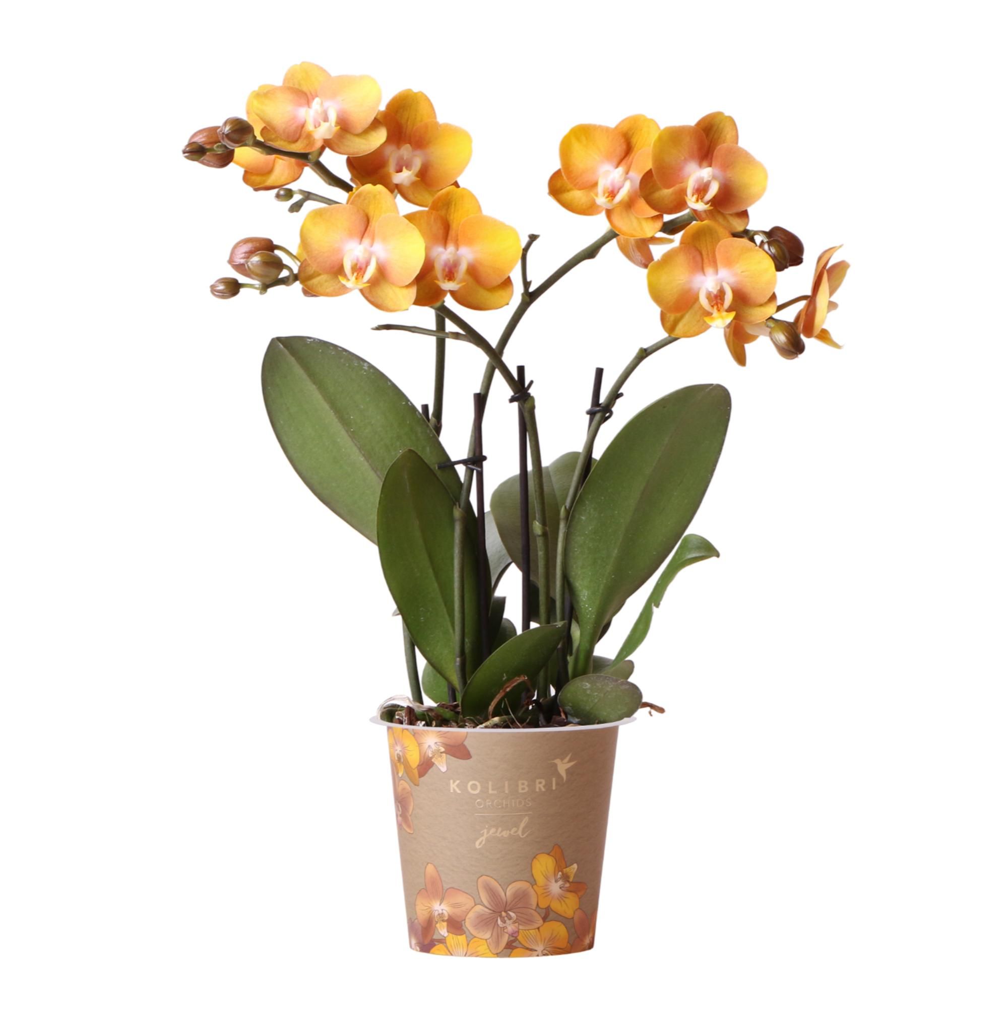 Phalaenopsis Orchidee Jewel Las Vegas Orange