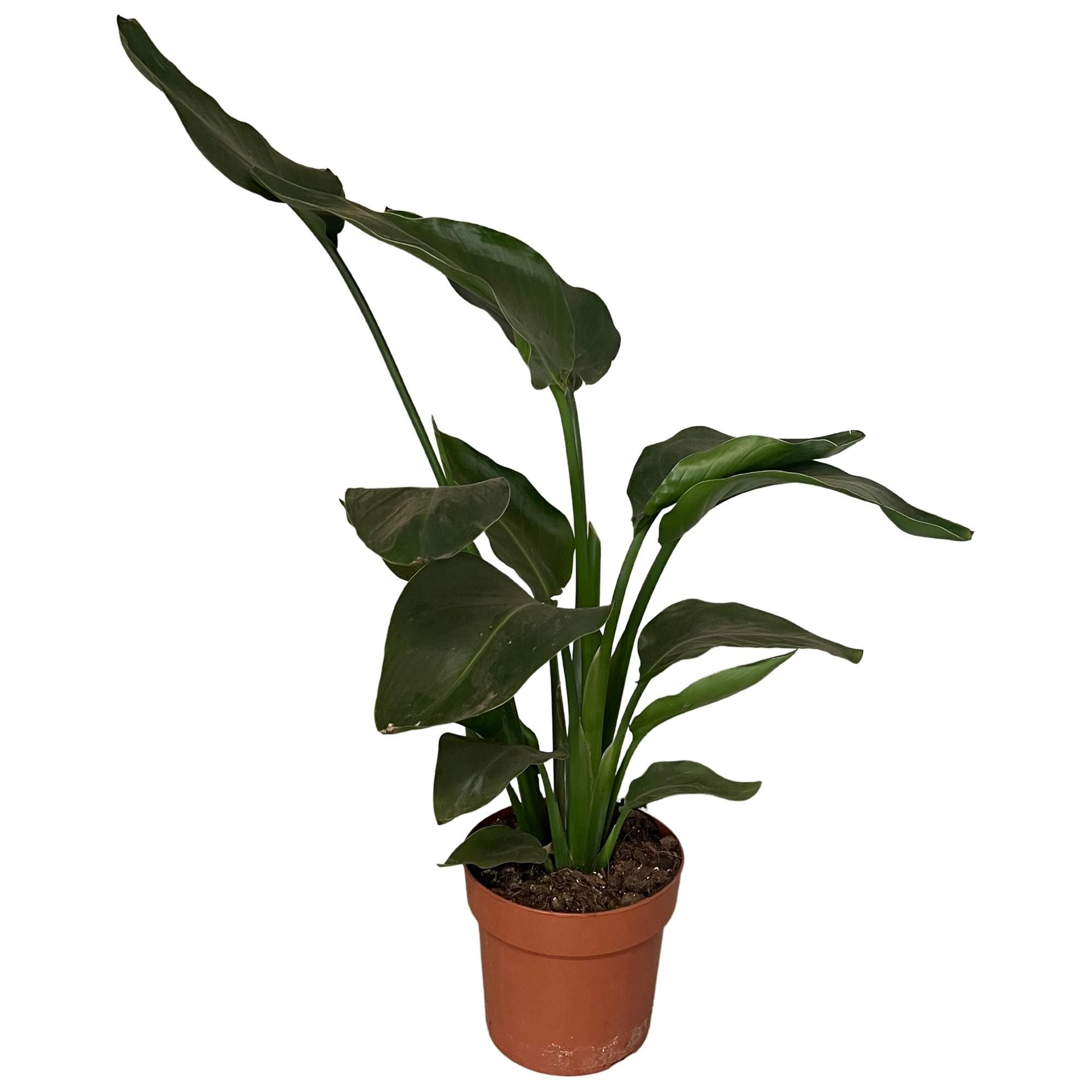 Strelitzia Nicolai Zimmerpflanze