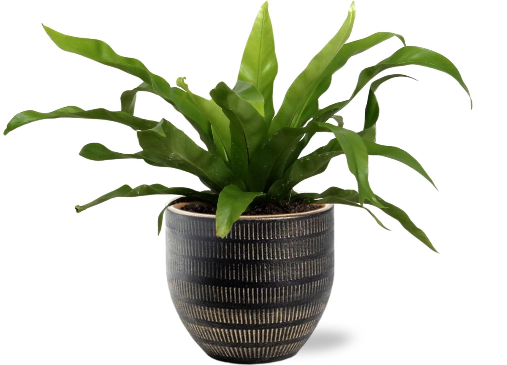 Asplenium Antiquum – Ø12cm – ↕25cm – Inkl. Zier Topf Schwarz