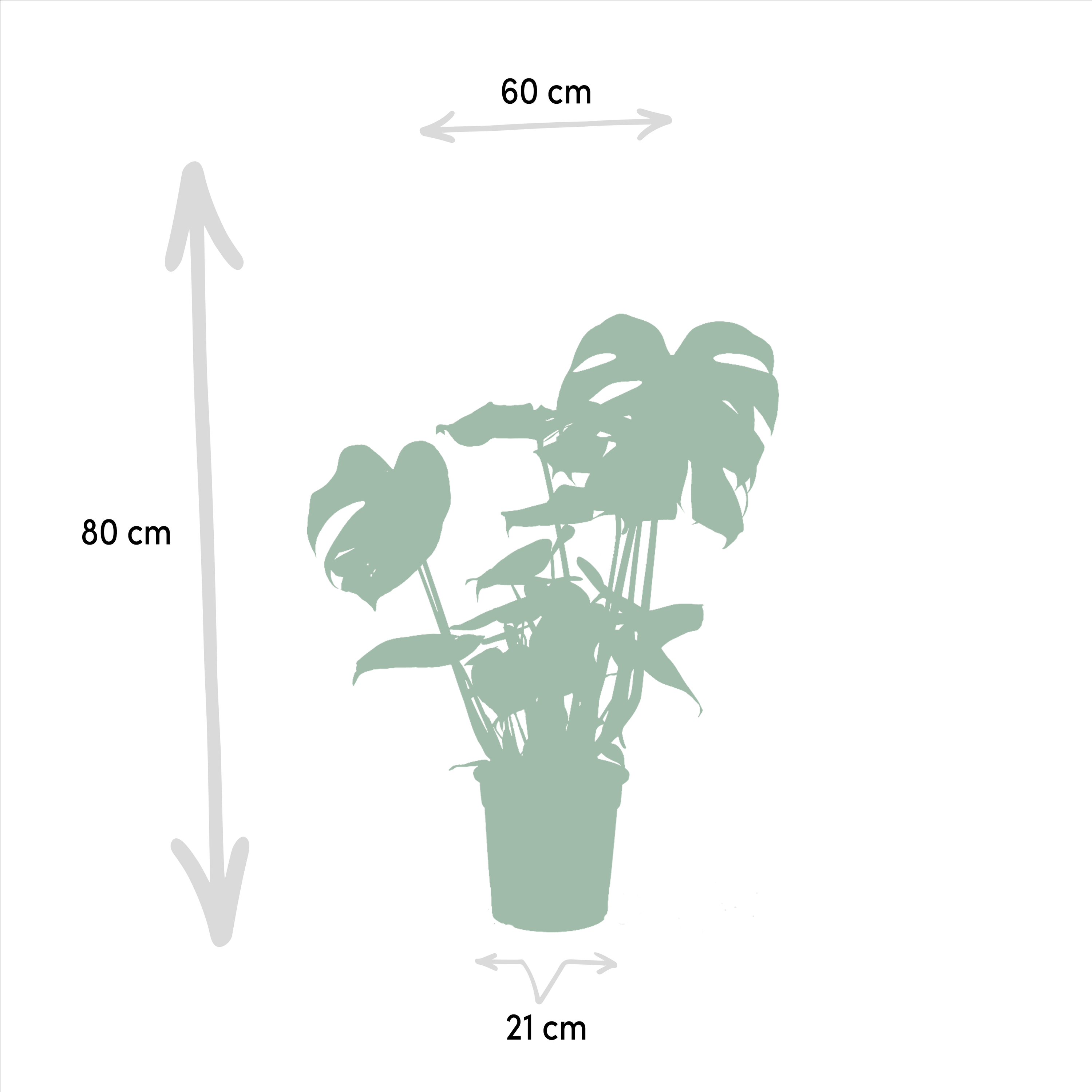 Tropisches Pflanzen-Set mit Strelitzia Nicolai und Monstera Deliciosa