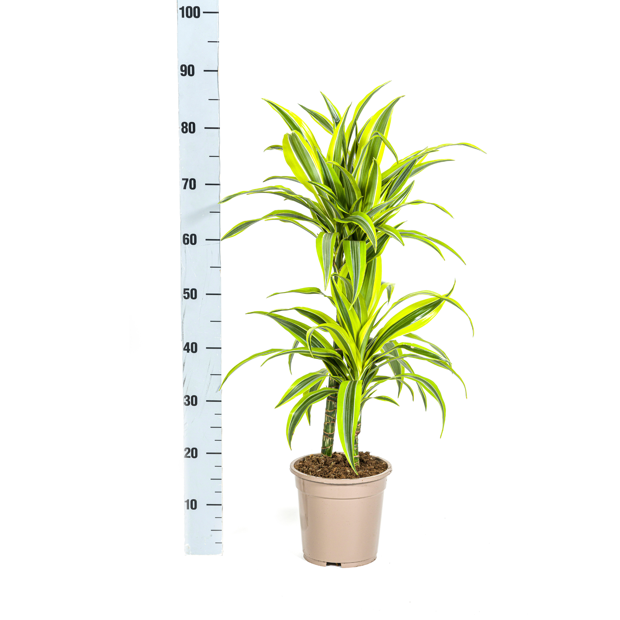 Dracaena Deremensis Lemon Lime – Ø19cm – ↕70-90cm