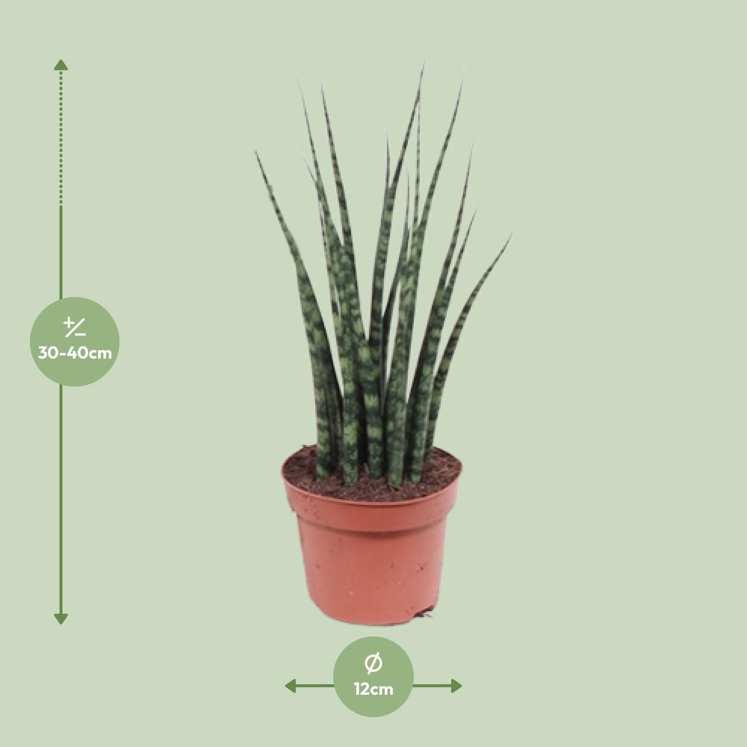 Sansevieria Fernwood Mikado Zimmerpflanze
