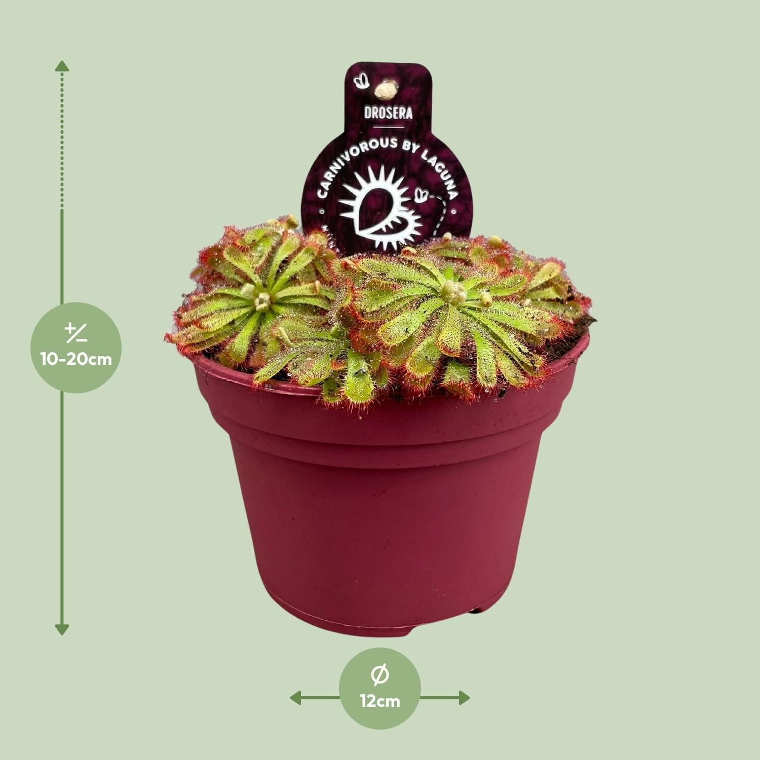 Drosera Aliciae Sonnentau Zimmerpflanze
