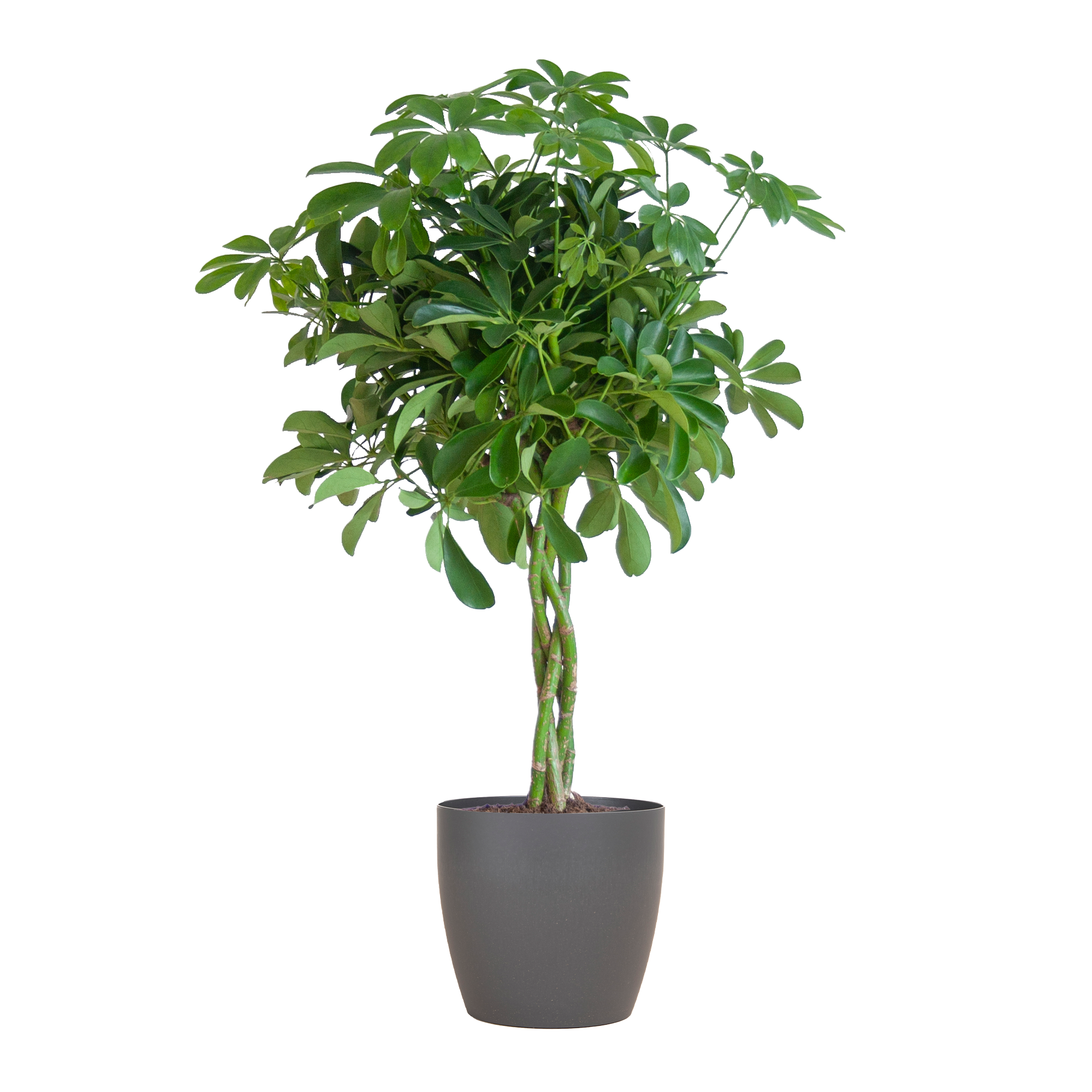 Schefflera Arab Nora – 70 cm – Grau – Ø21 – Robuste Zimmerpflanze