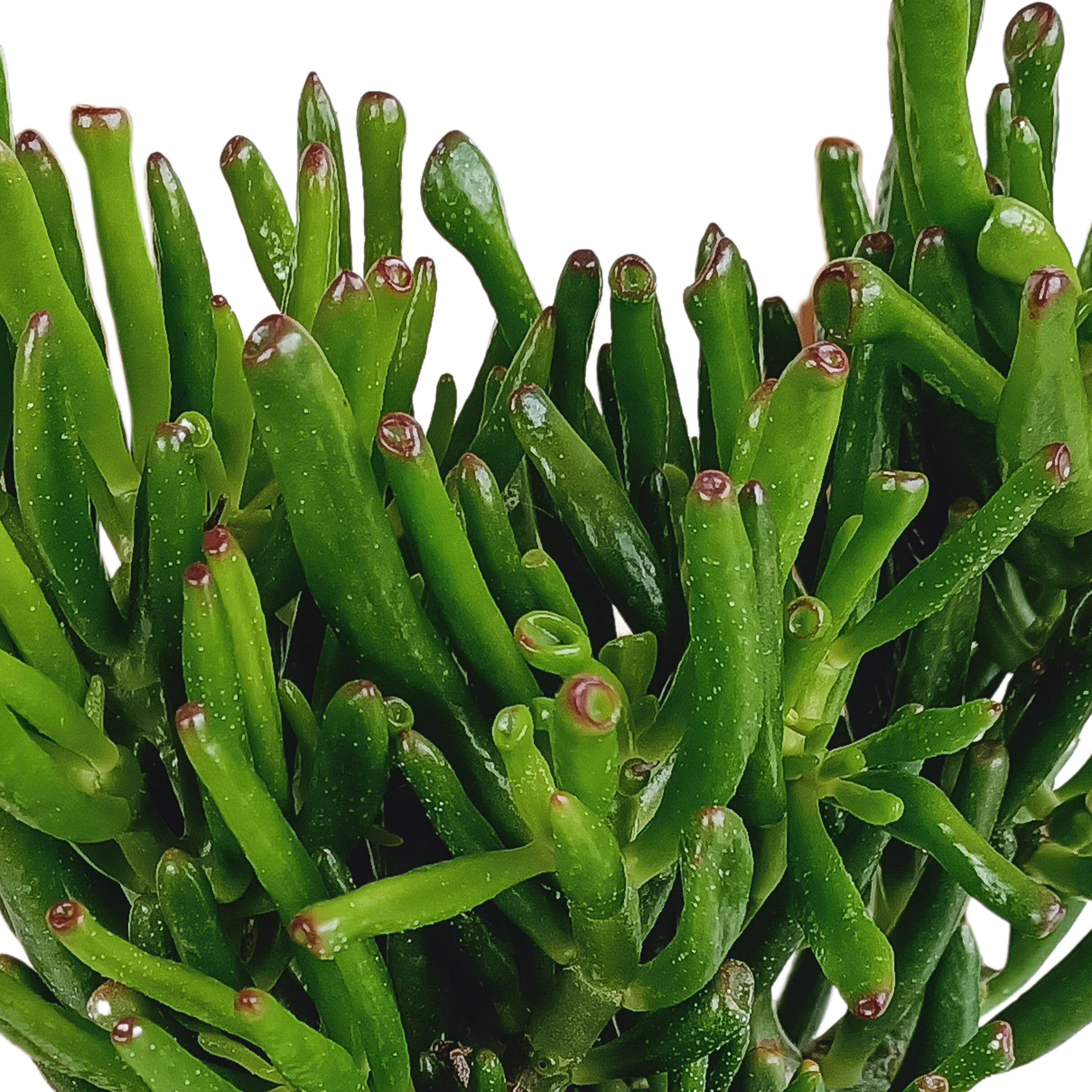 Crassula Gollum - Lebendige Sukkulente für Wohnzimmer