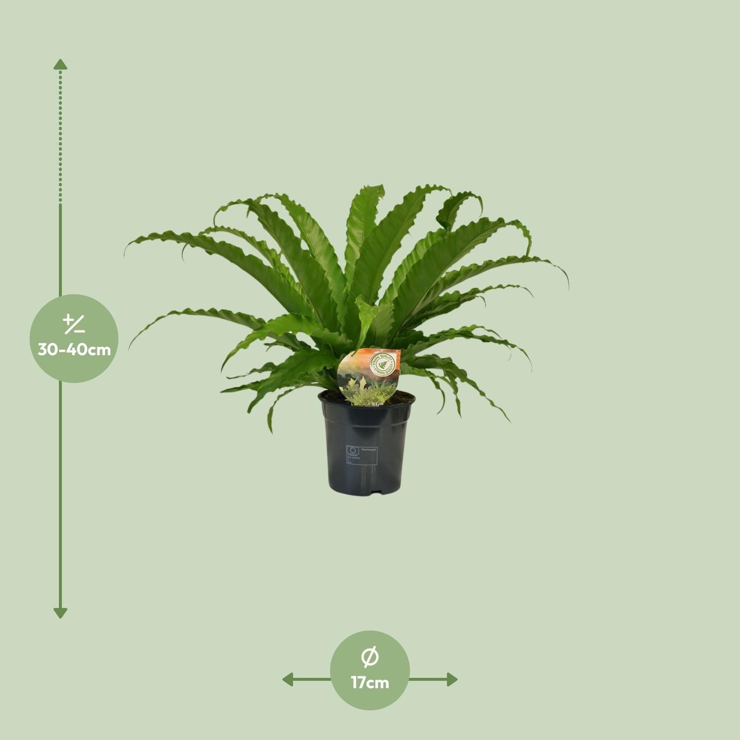 Asplenium Osaka - Eleganter Spleenfarn für Innen und Außen