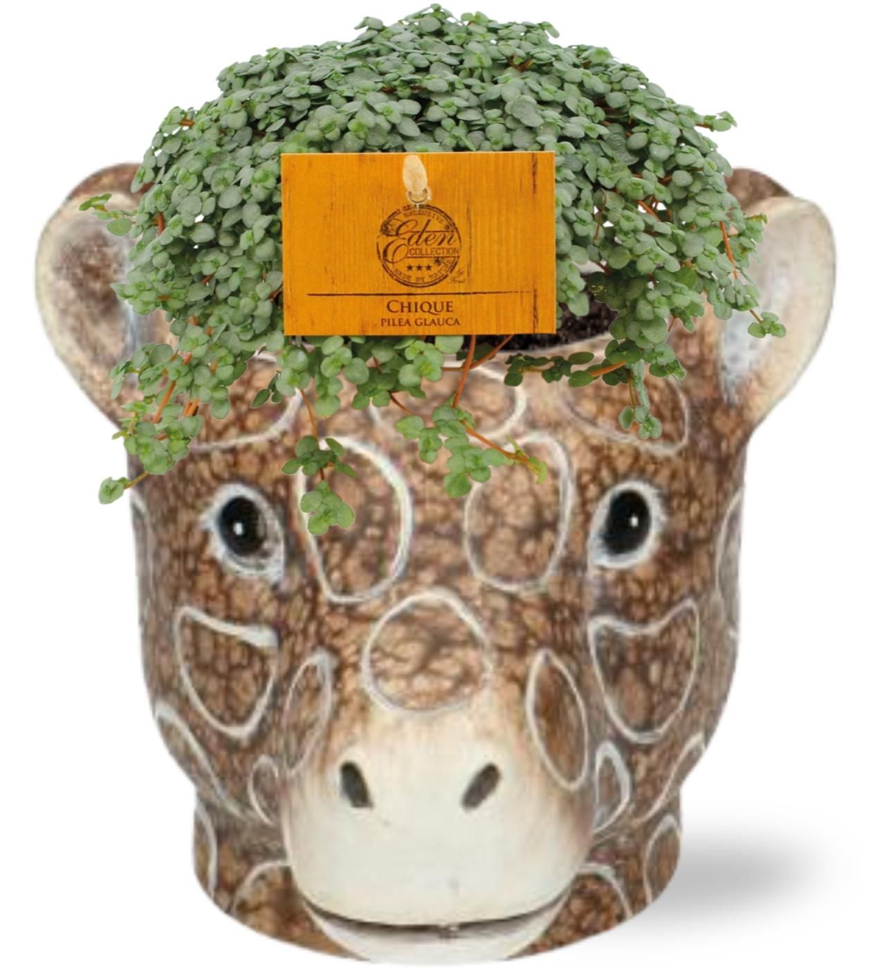 Pilea Glauca Silberregen + Übertopf mit Giraffenmotiv | Ø11cm