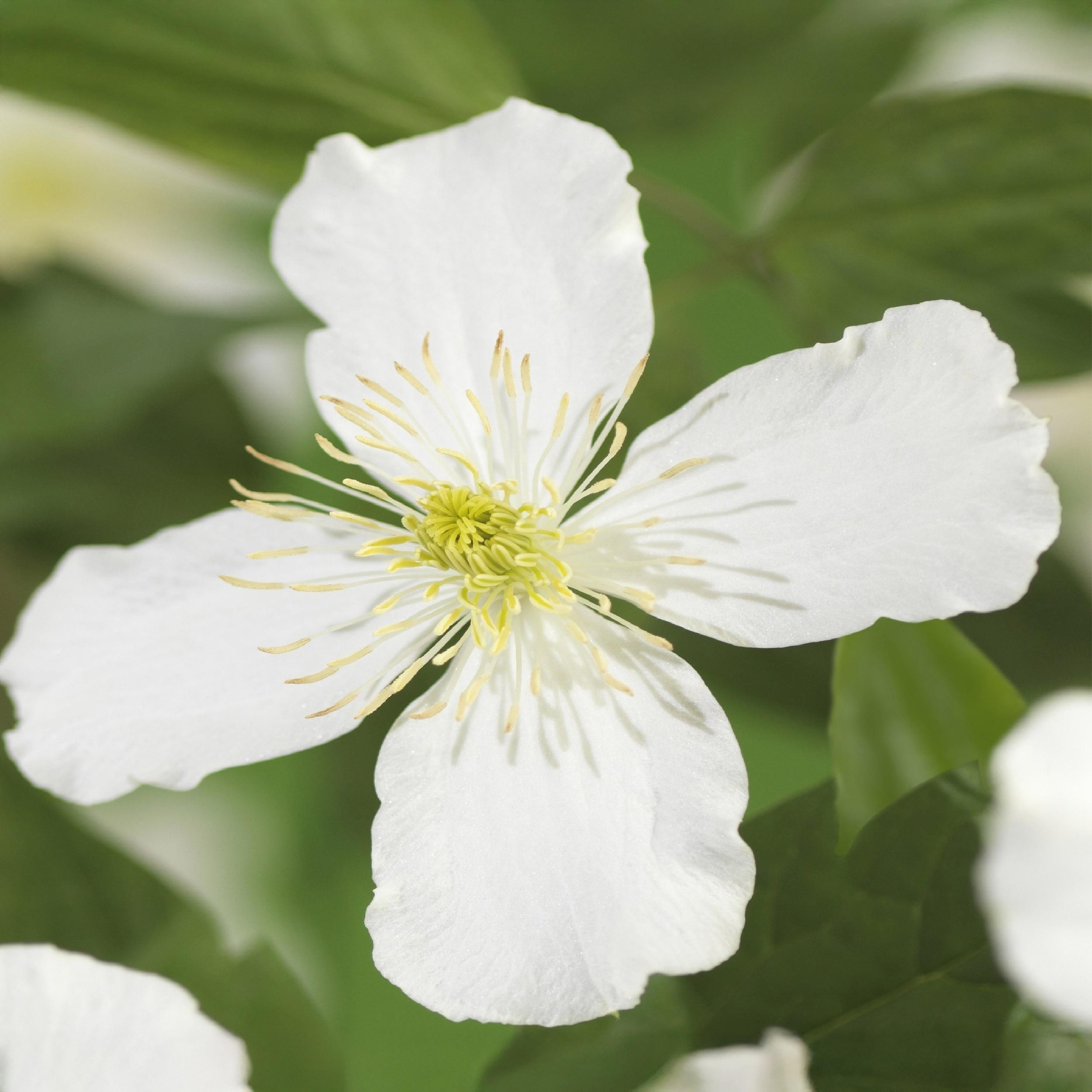 Clematis montana Grandiflora – Weiß blühend – Pflegeleicht – Set mit 2 Pflanzen