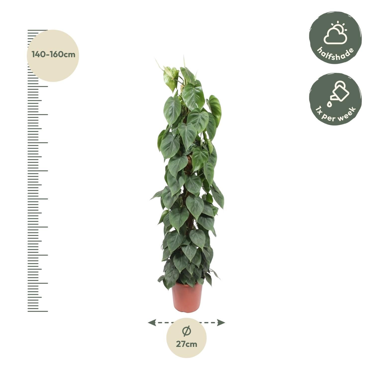 Philodendron Scandens - Tropische Zimmerpflanze mit Moosstab