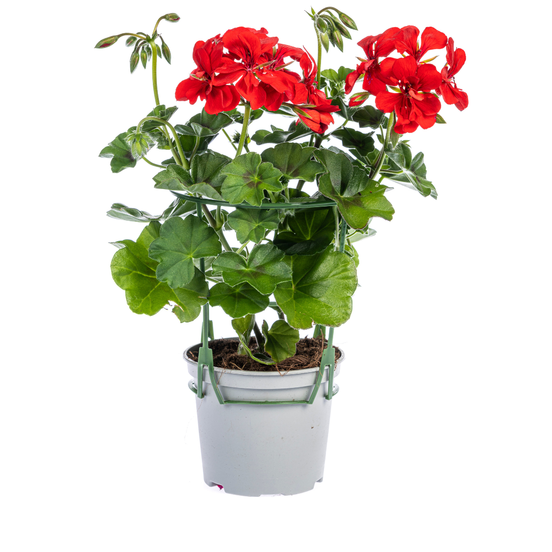 Pelargonium peltatum Rot Hängegeranie