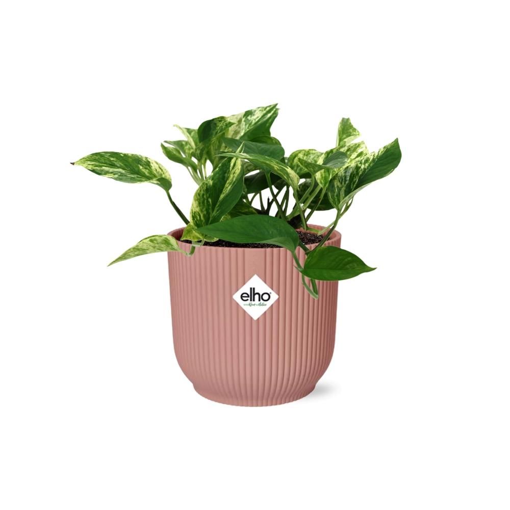 Scindapsus Marble Queen – Teufels-Efeu Zimmerpflanze