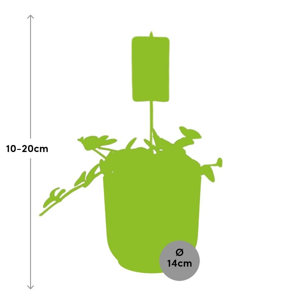Peperomia Hope – Attraktive Zimmerpflanze im gelben ELHO Vibes Fold Topf
