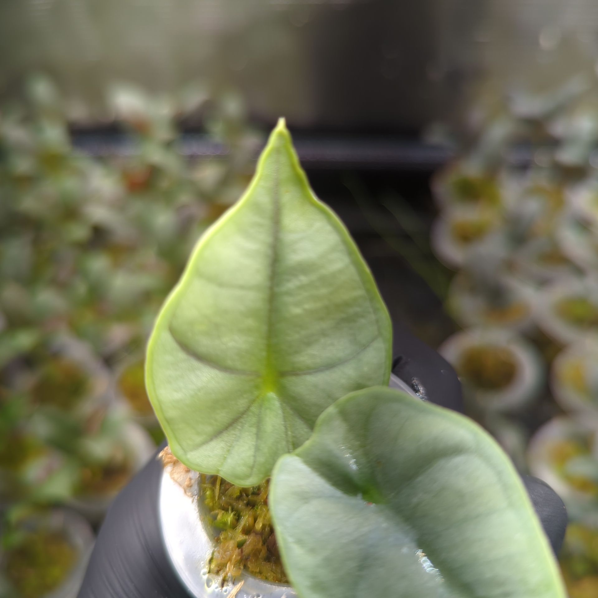 Alocasia nebula Elaine + selbstbewässernder Übertopf