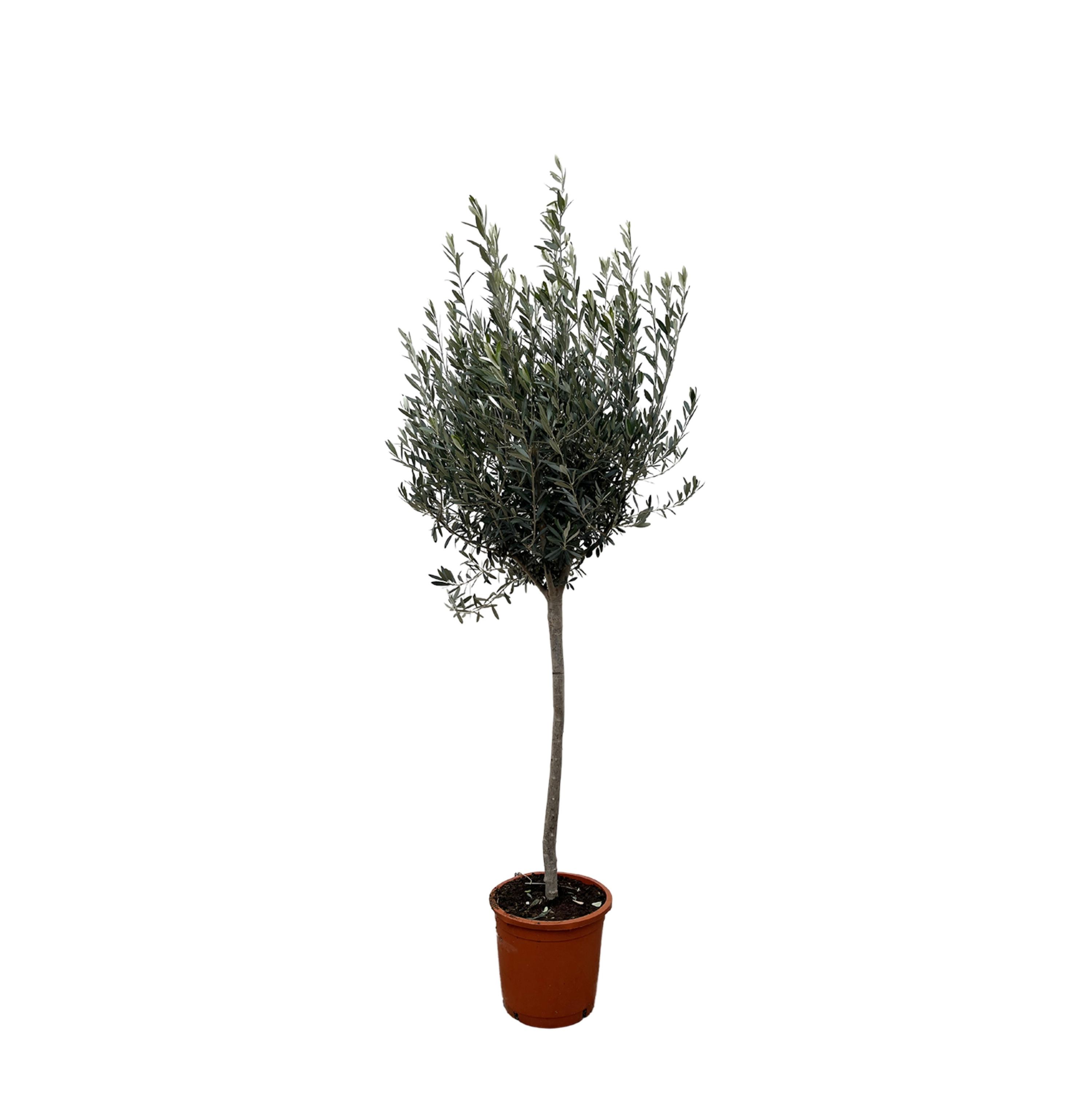 Olivenbaum Olea Europaea auf Stamm
