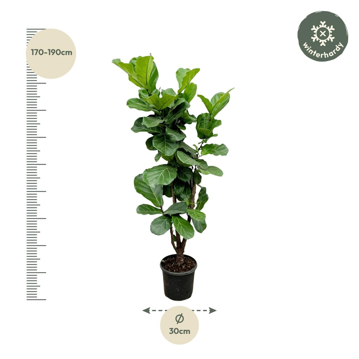 Ficus Lyrata Geigenfeige Zimmerpflanze