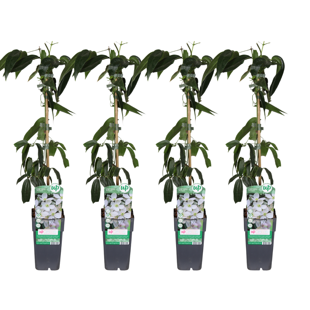 Clematis Armandii - 4 Stück - Ø15cm - ↕65cm