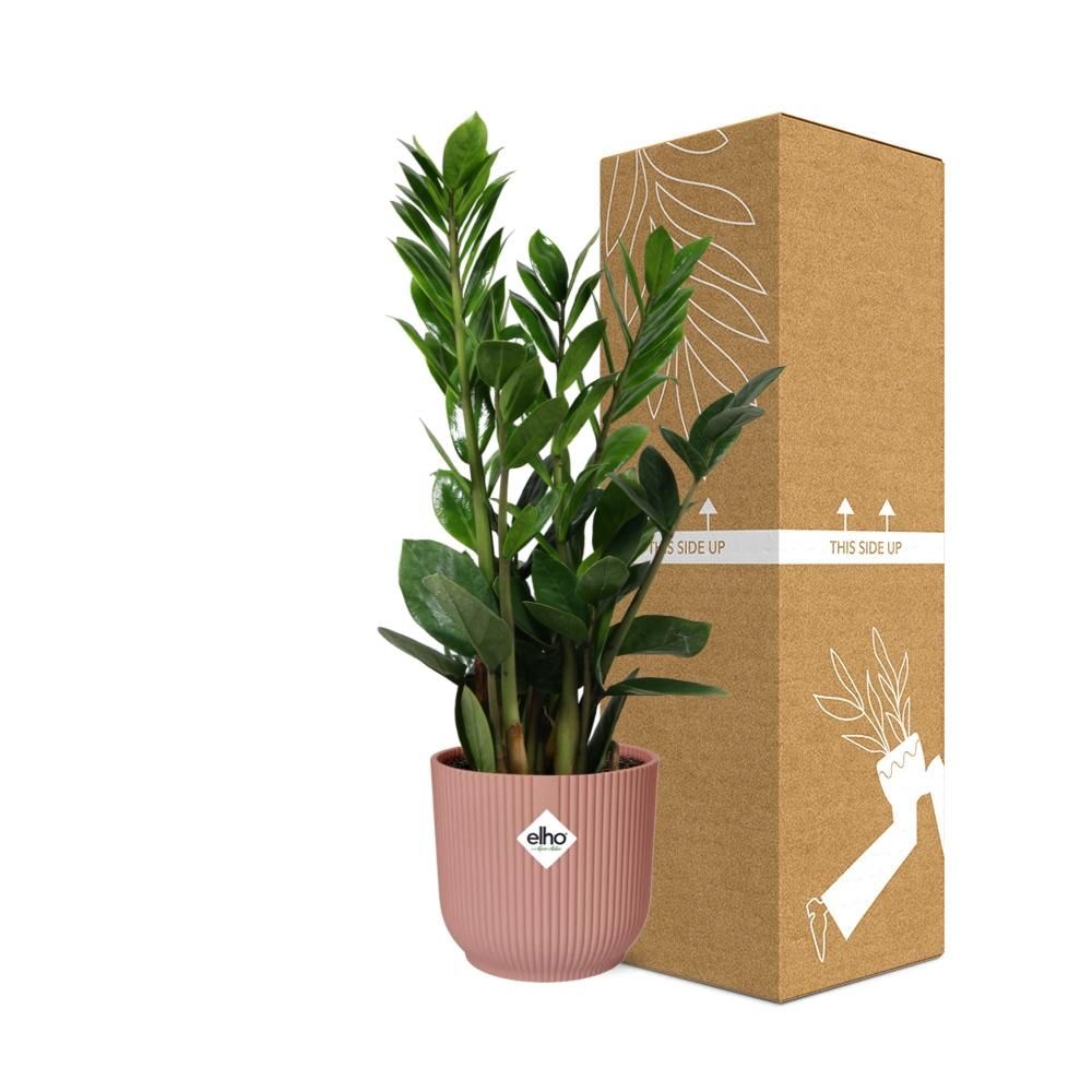 Zamioculcas Zimmerpflanze in dekorativem Topf