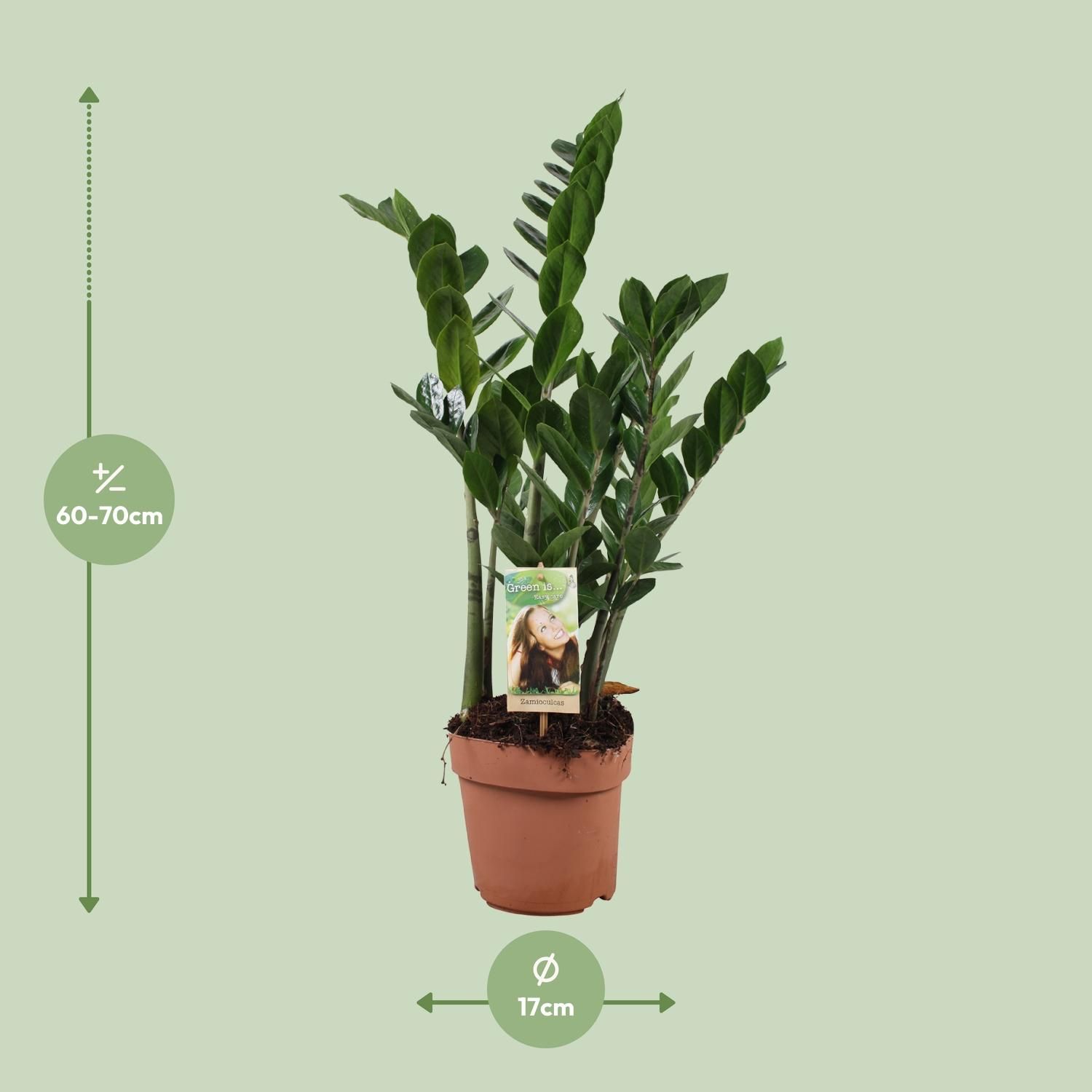 Zamioculcas Zamiifolia Zimmerpflanze