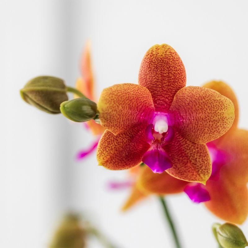 Phalaenopsis Orchidee in Cognac Glasur Topf