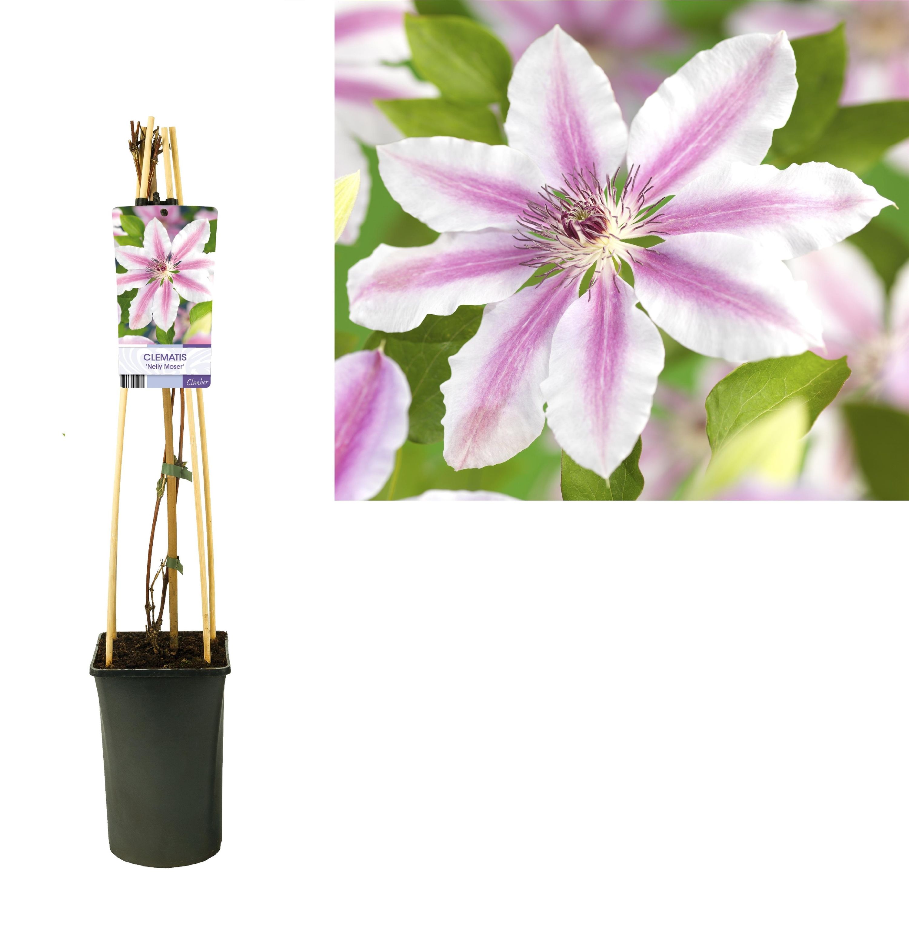 Clematis 'Nelly Moser' Kletterpflanze