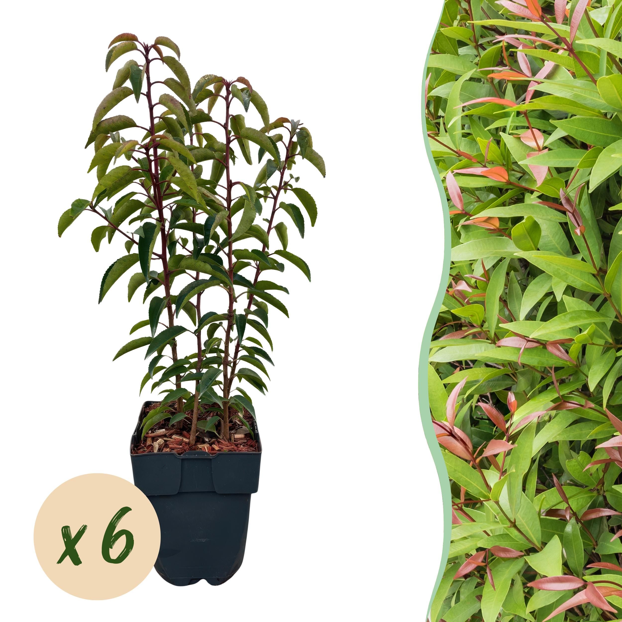 Prunus lusitanica Angustifolia Immergrün Heckenpflanzen – 6 Pflanzen für 1 Meter Hecke