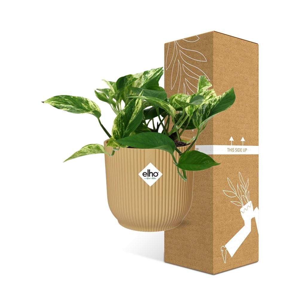 Scindapsus Marble Queen Zimmerpflanze im ELHO Vibes Fold Topf