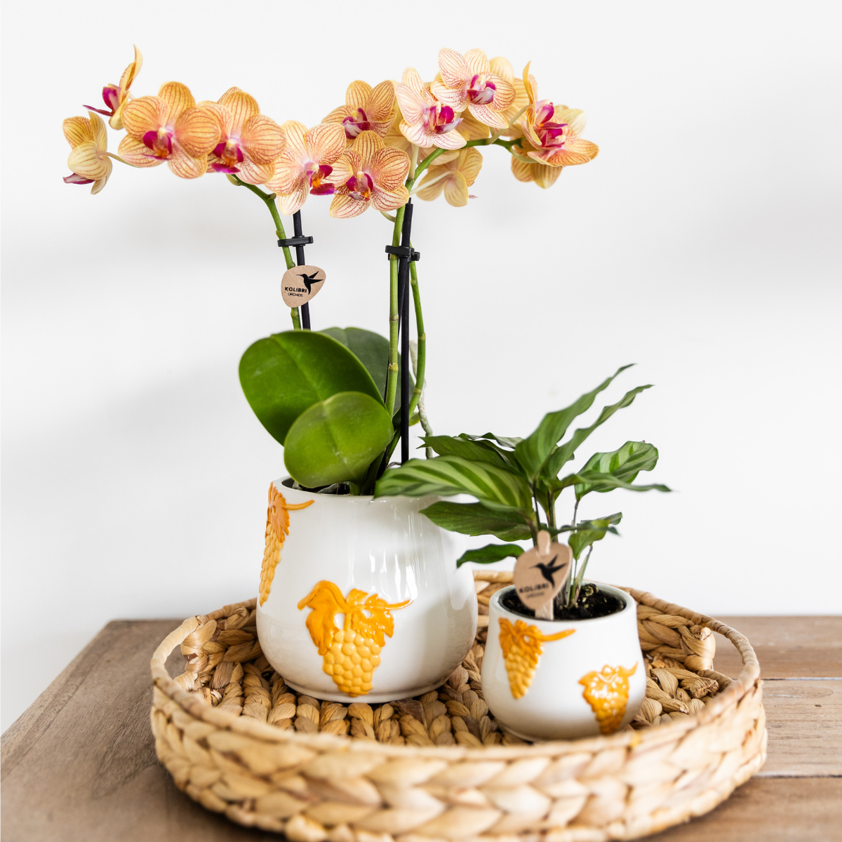 Calathea Zimmerpflanze mit dekorativen Blättern