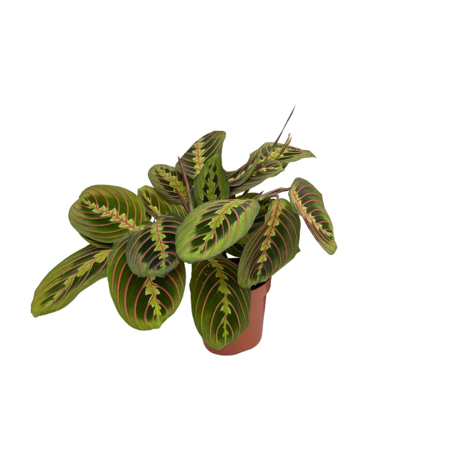 Maranta Fascinator – attraktive Zimmerpflanze mit gemusterten Blättern