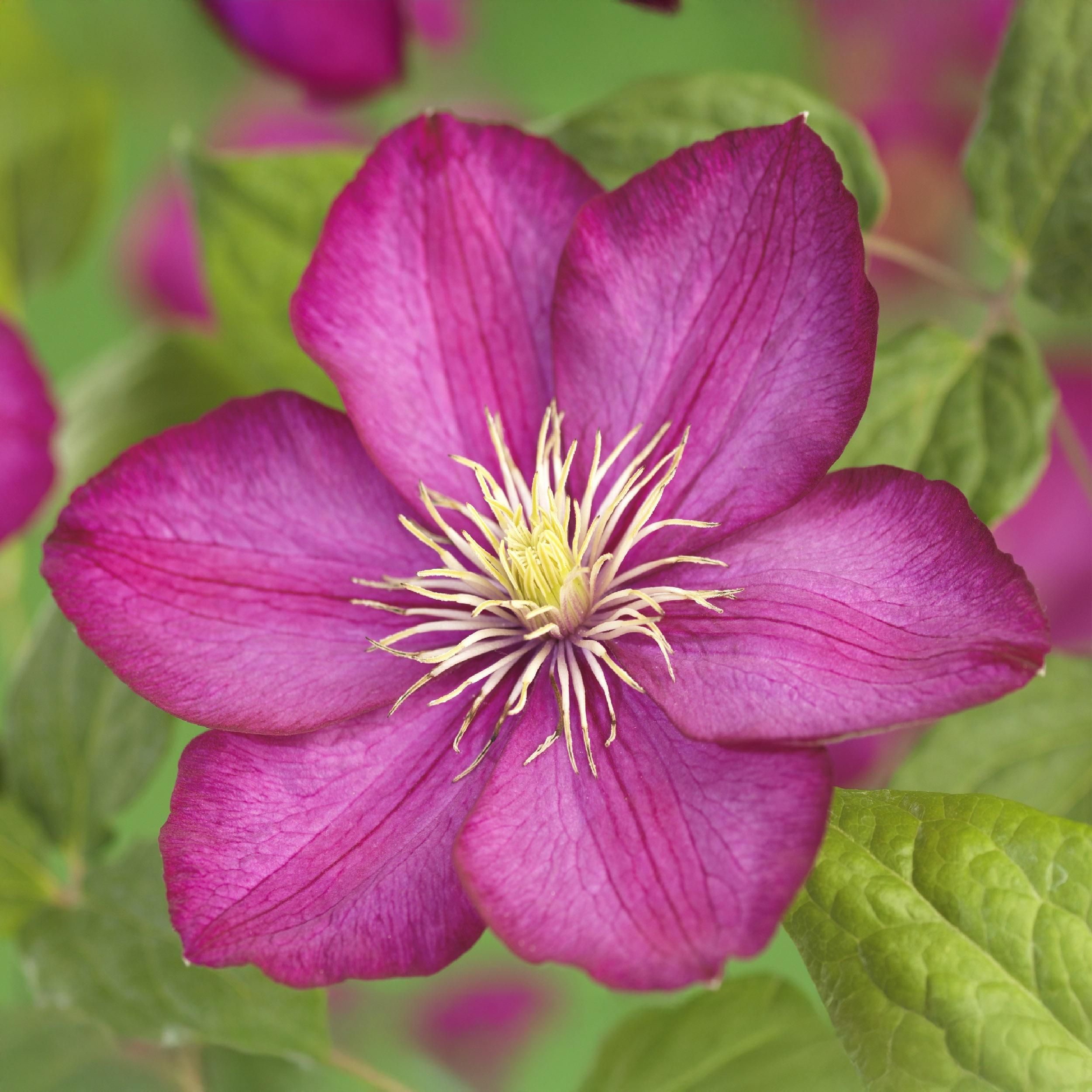 Clematis Ville de Lyon – Rosafarbene Blüte – Wenig Pflege – 2 Pflanzen