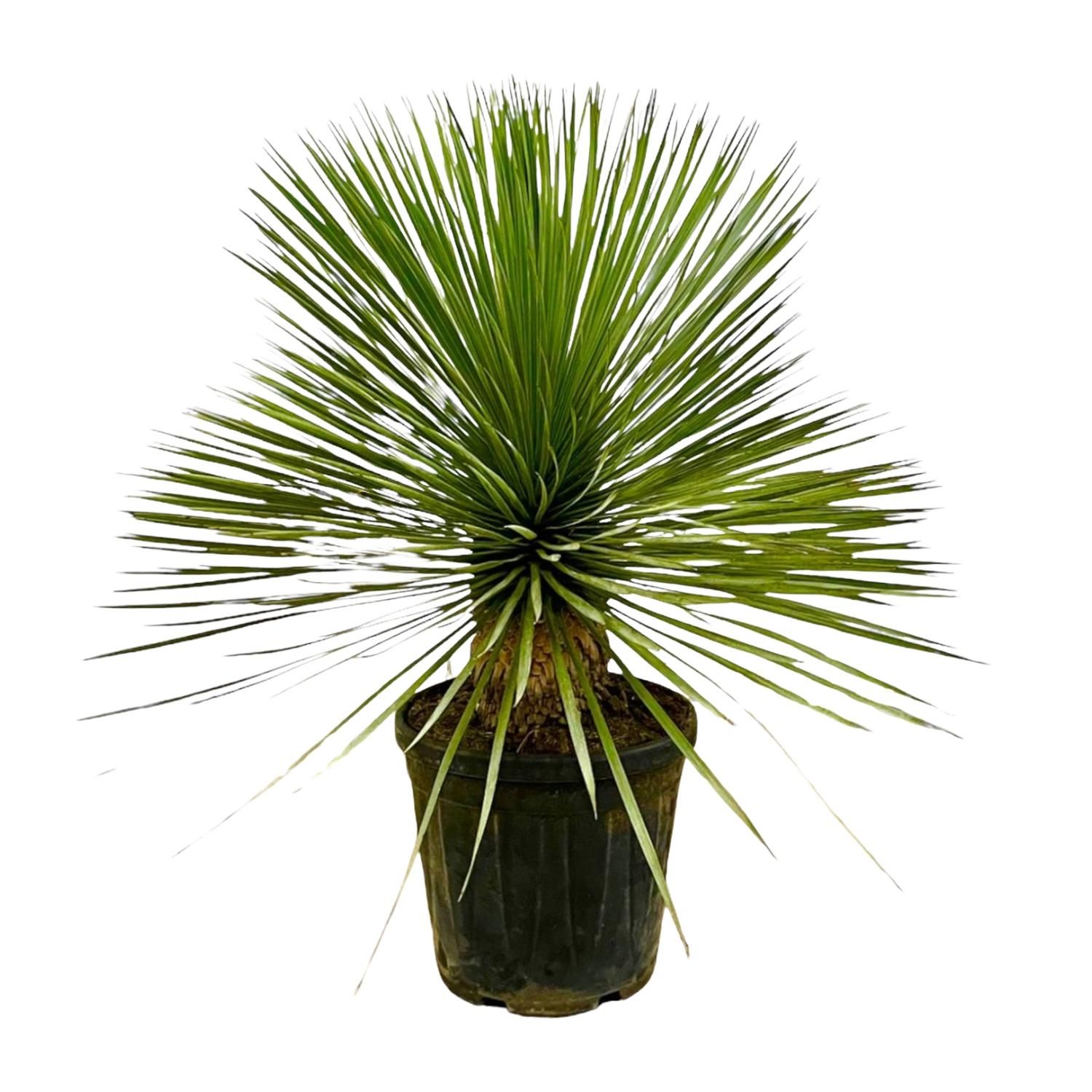 Yucca Rostrata auf Stamm – Robuste Sonnenliebhaber-Pflanze