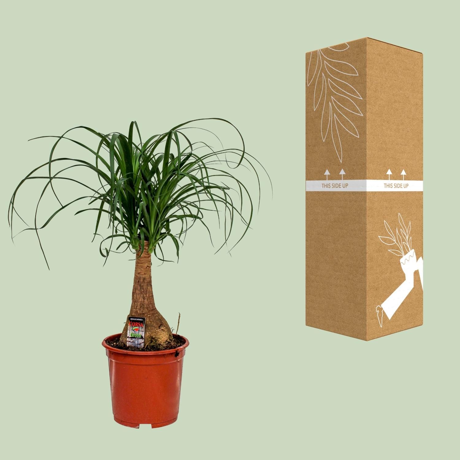 Beaucarnea Elefantenfuß Zimmerpflanze