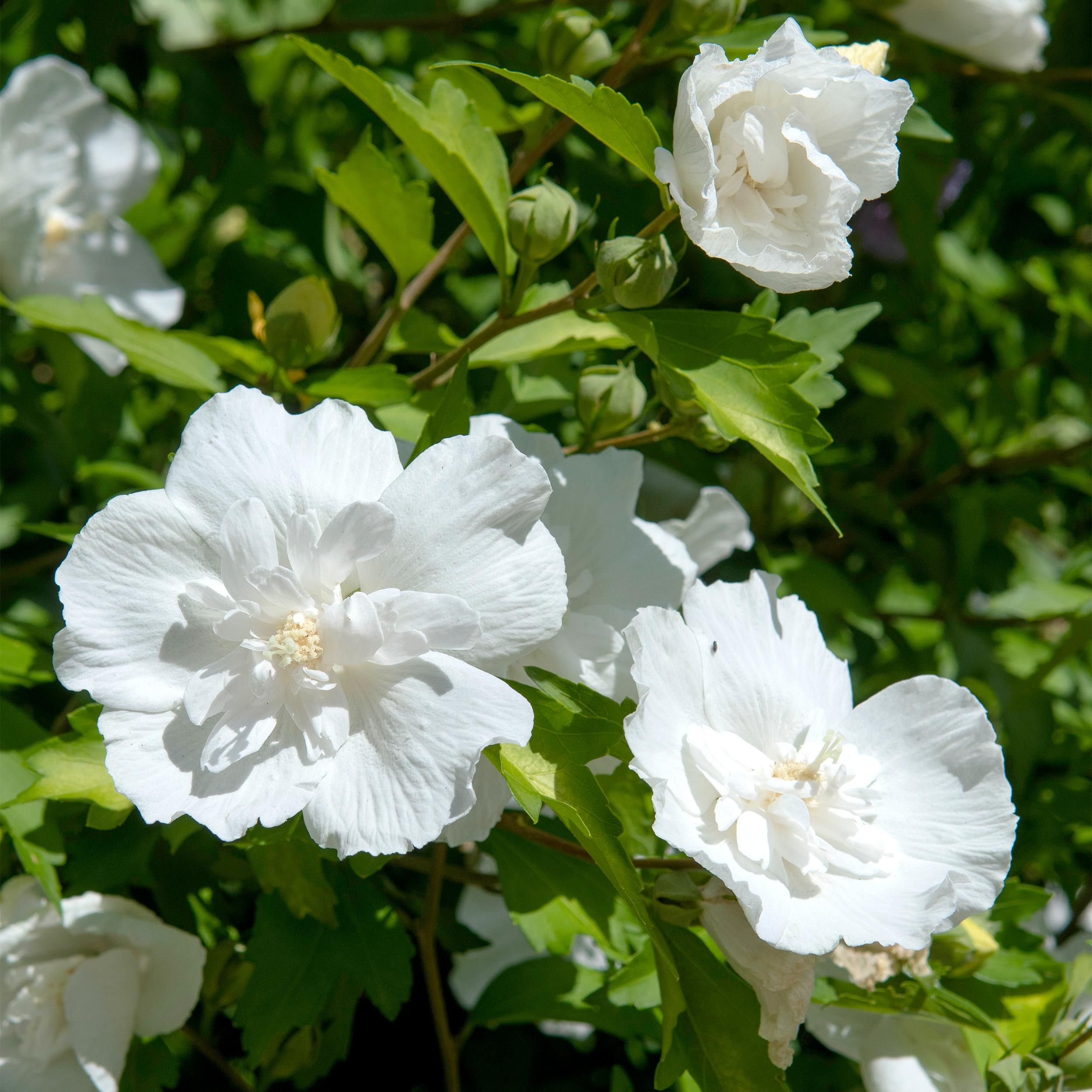 Gartenpflanze Hibiscus syriacus White Chiffon® – Stamm-Pflanze – Wenig Pflege | Topf 19cm Höhe 90cm