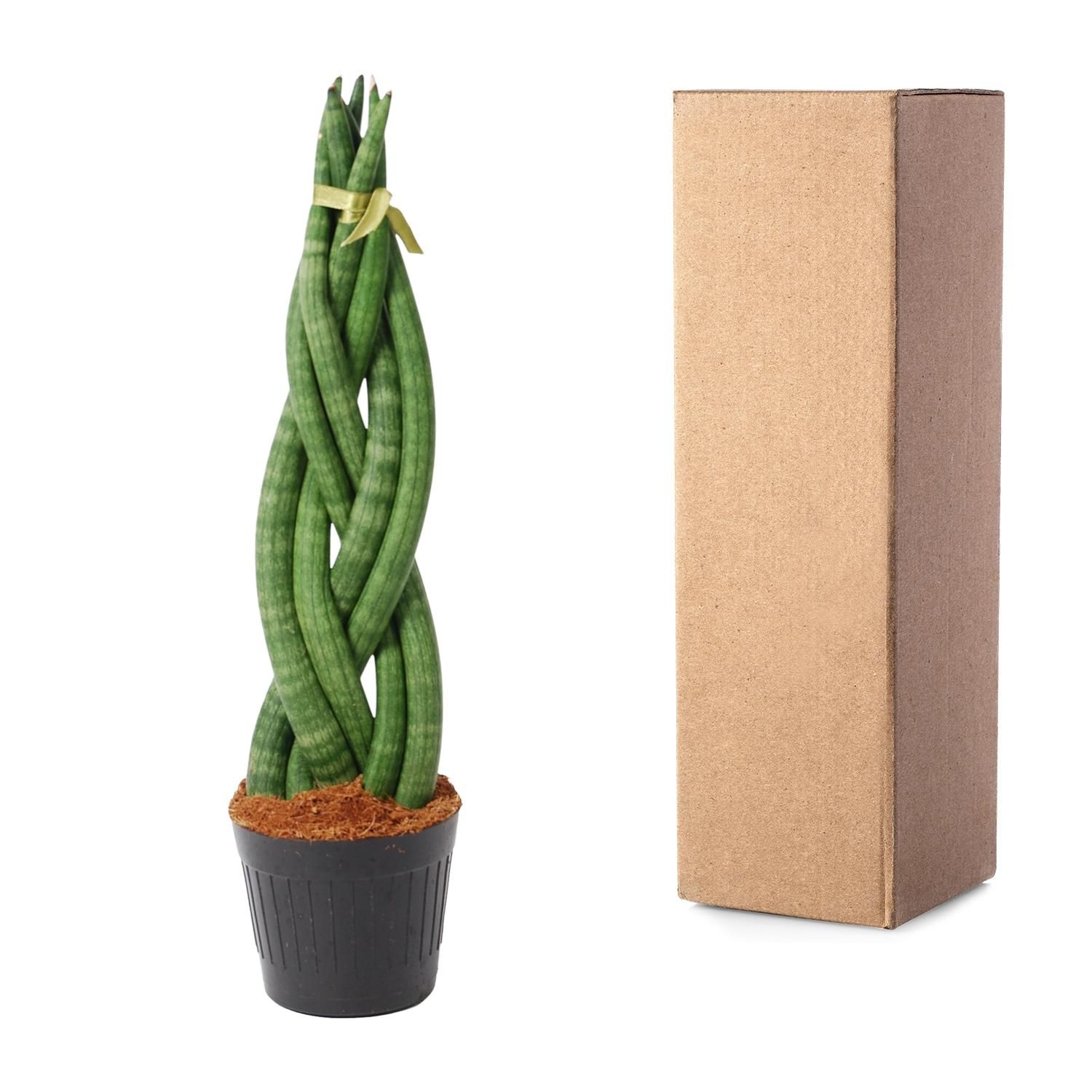 Sansevieria cylindrica Bogenhanf Twist
