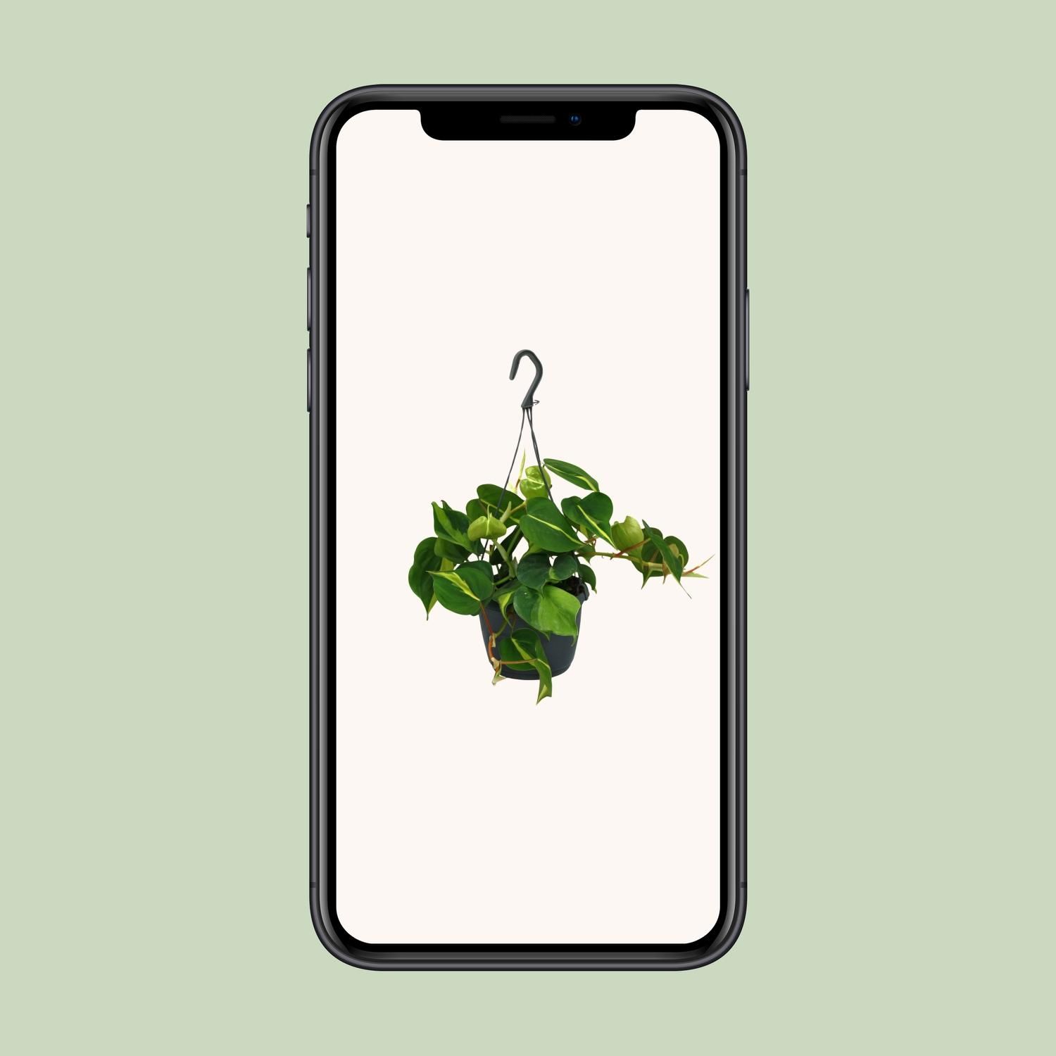 Philodendron Scandens Brasil Zimmerpflanze